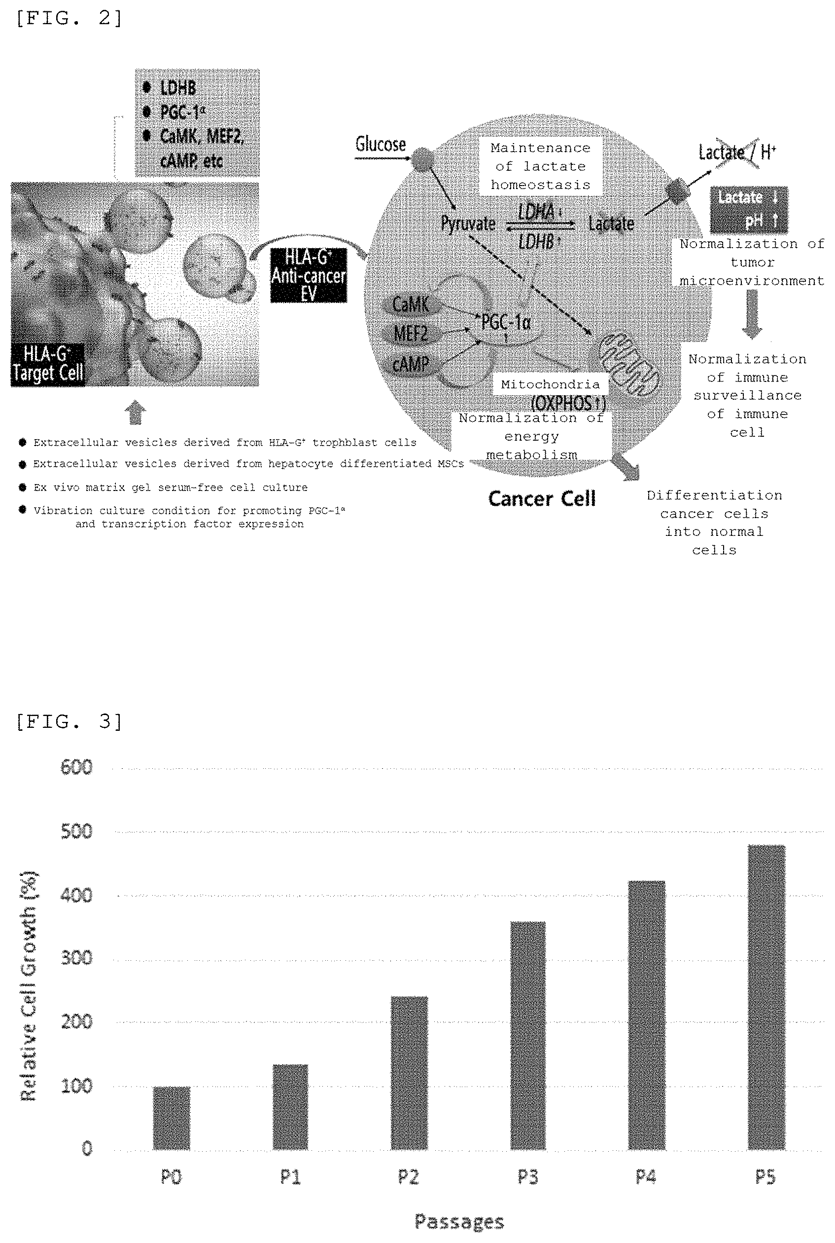 Patent US11771720 Figure 2 – Method for preparing immune-tolerized extracellular vesicle containing lactate dehydrogenase band peroxisome proliferator-activated receptor gamma coactivator 1-alpha, and composition comprising the extracellular vesicle