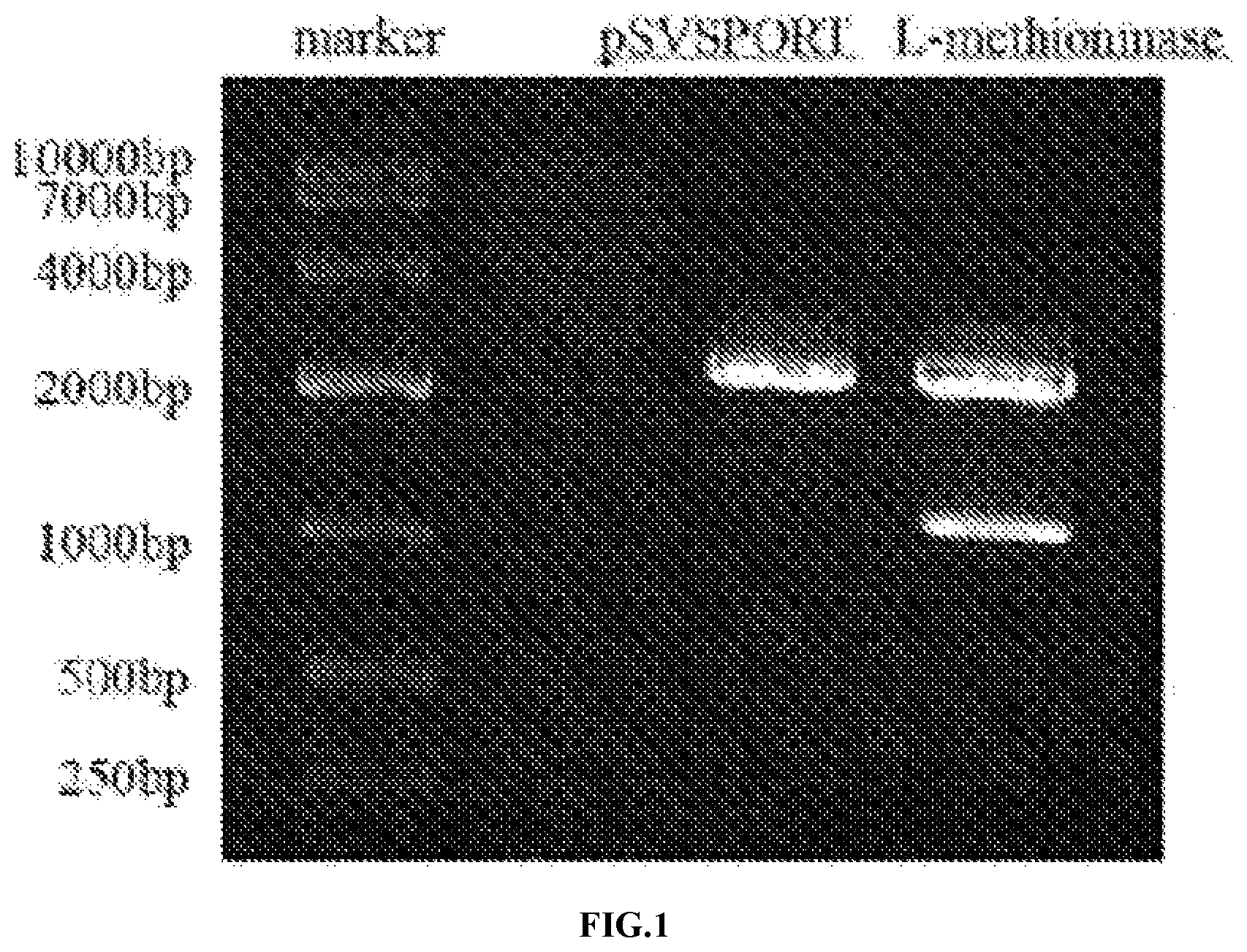 Patent US11771721 Figure 1 – Applications of genetically engineered bacteria VNP20009-M in preparation of drugs for preventing and treating lung cancer