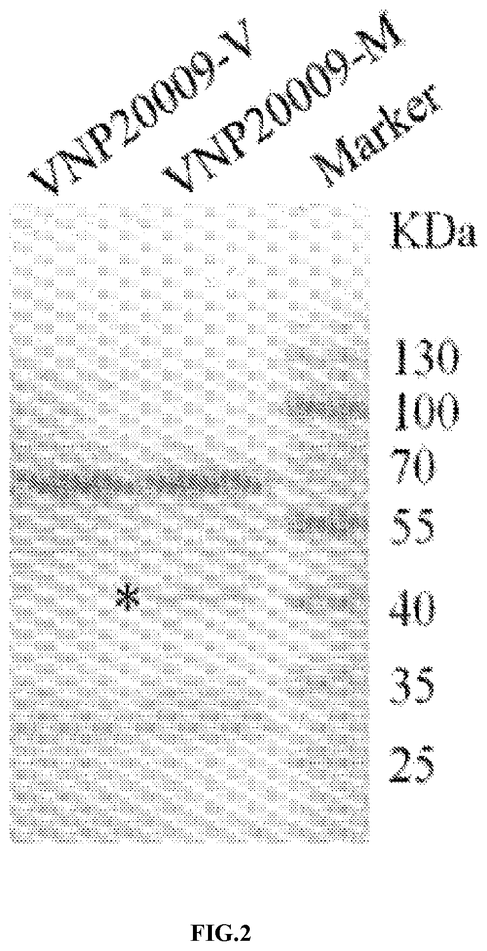 Patent US11771721 Figure 2 – Applications of genetically engineered bacteria VNP20009-M in preparation of drugs for preventing and treating lung cancer