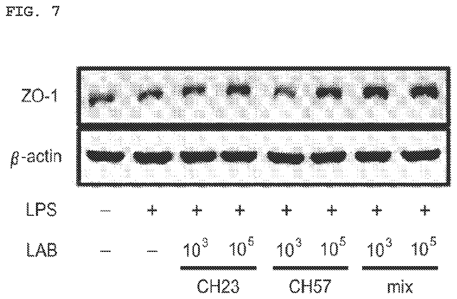 Patent US11771725 Figure 5 – Lactobacillus having various functions, and use thereof