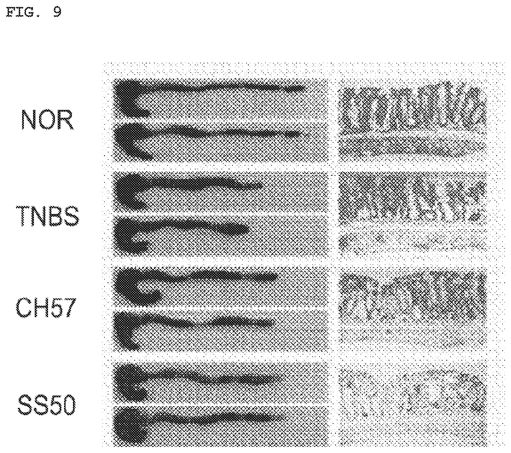 Patent US11771725 Figure 7 – Lactobacillus having various functions, and use thereof