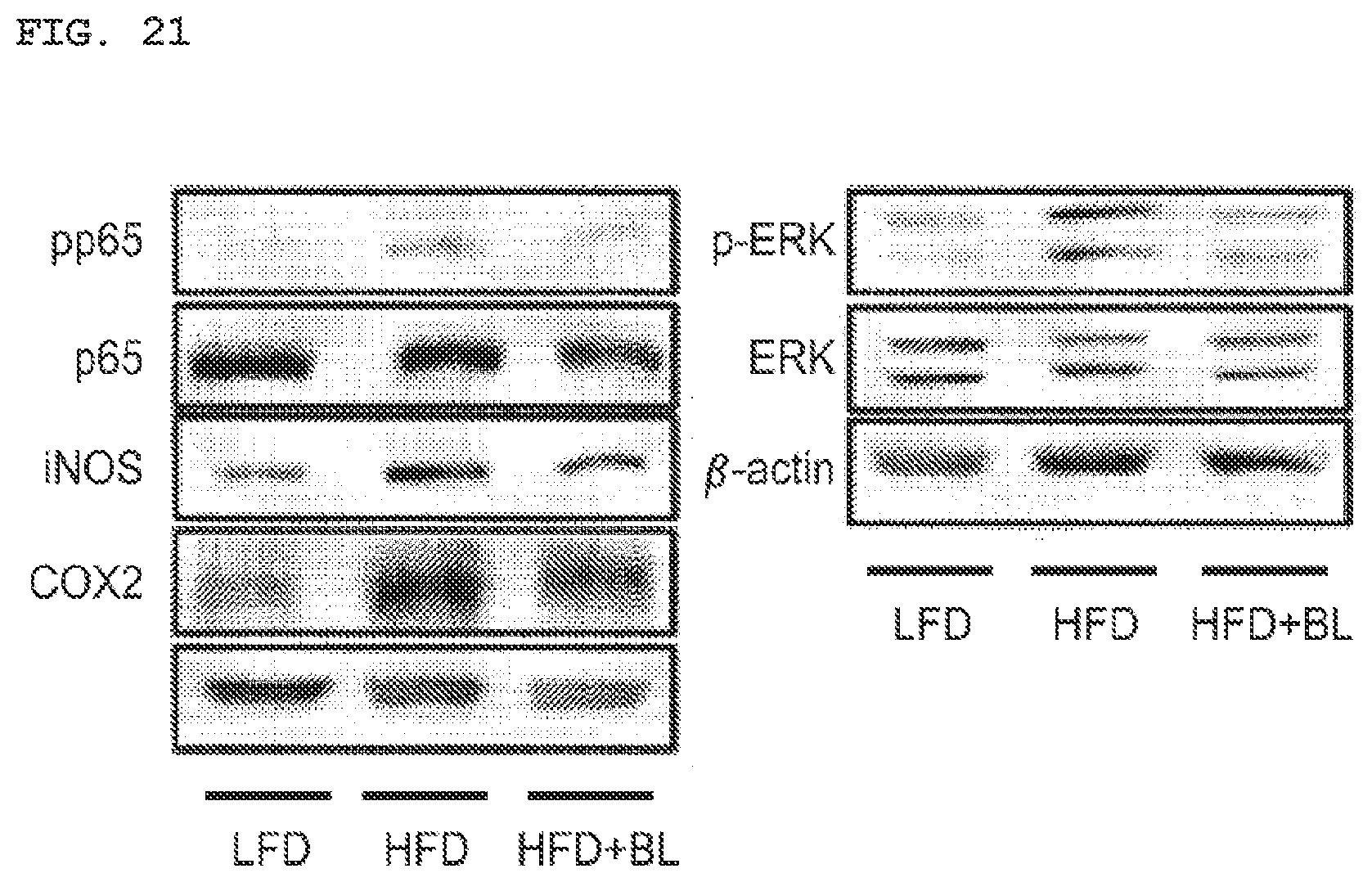 Patent US11771725 Figure 19 – Lactobacillus having various functions, and use thereof