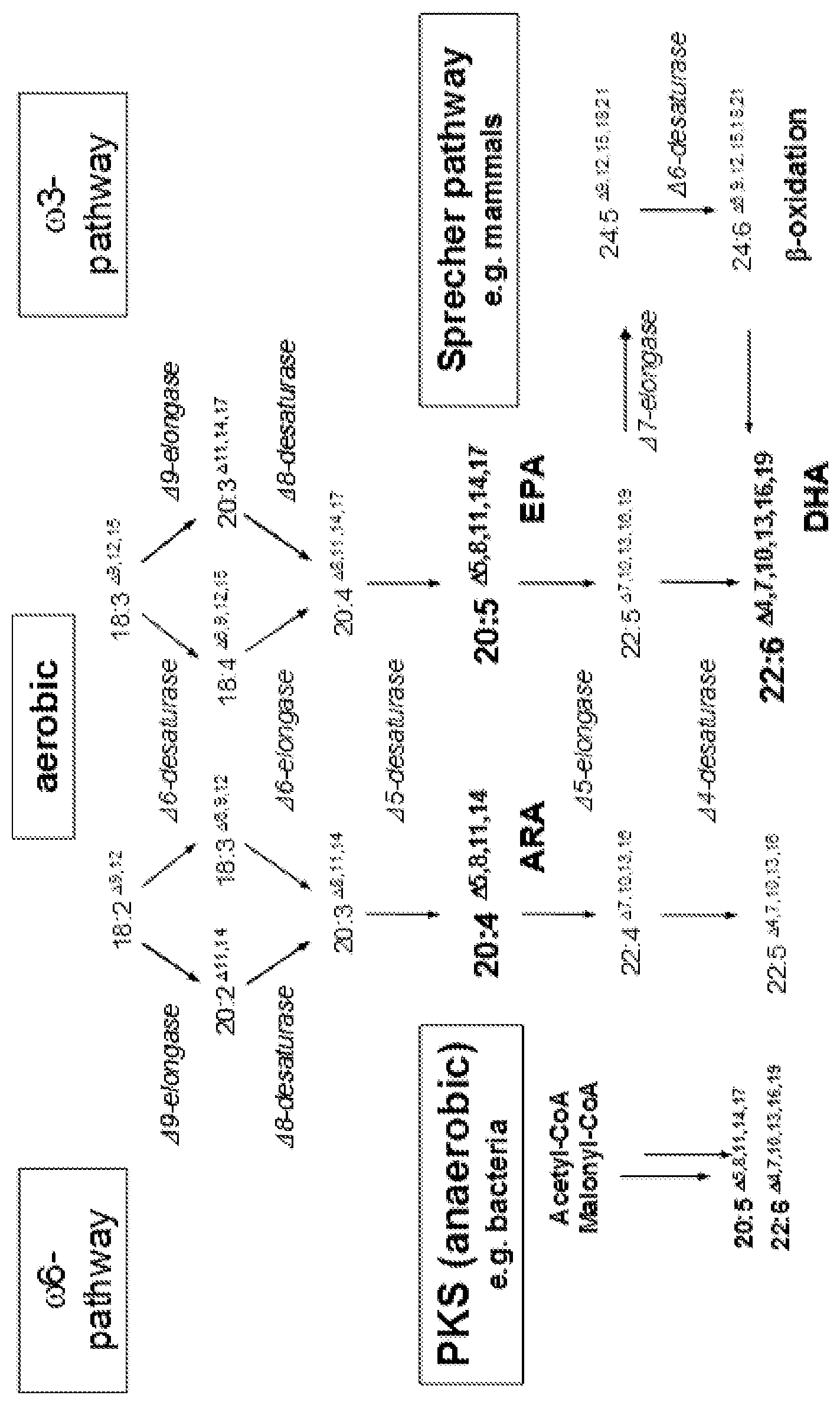 Patent US11771728 Figure 1 – Materials and methods for increasing the tocopherol content in seed oil