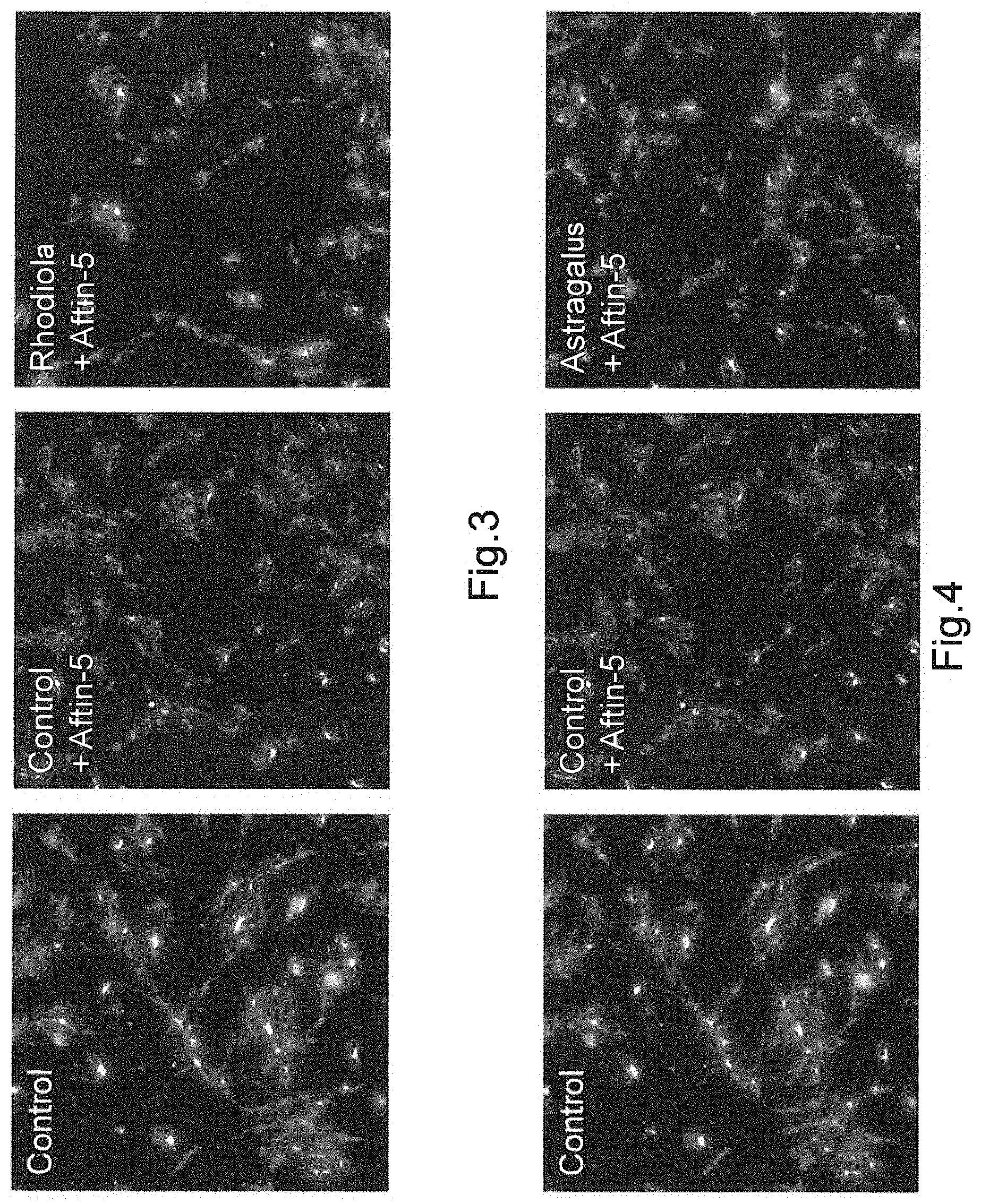 Patent US11771730 Figure 3 – Combination of Rhodiola and Astragalus for the treatment of neurodegenerative diseases