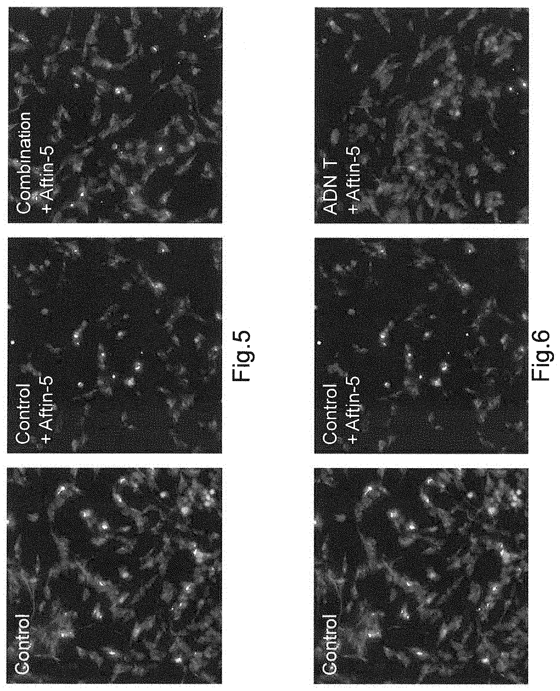 Patent US11771730 Figure 4 – Combination of Rhodiola and Astragalus for the treatment of neurodegenerative diseases