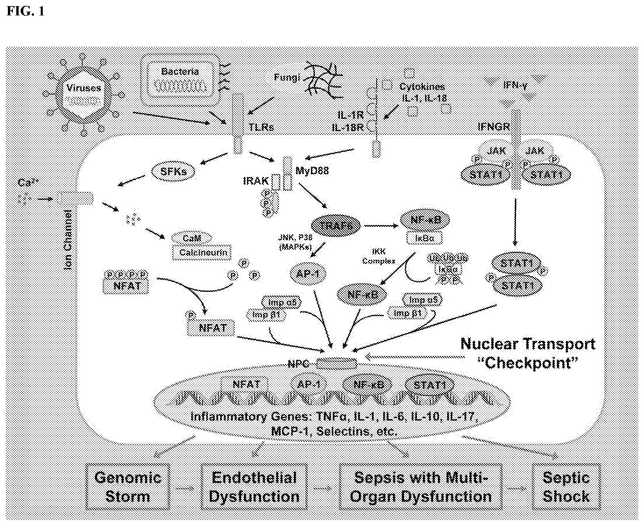 Patent US11771739 Figure 1 – Methods and compositions for treating microbial inflammation