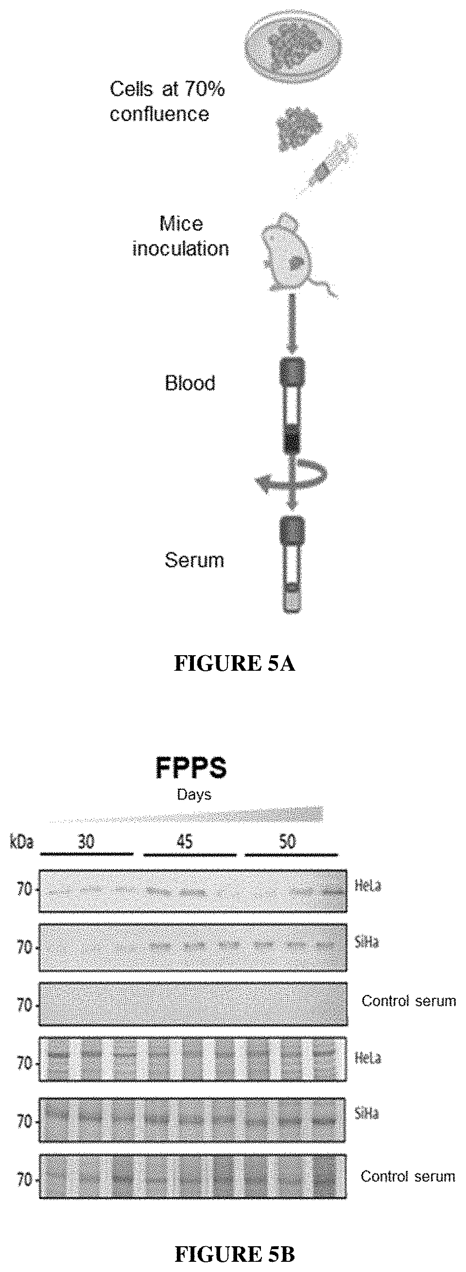 Patent US11771740 Figure 5 – Methods of diagnosing and treating cervical cancer