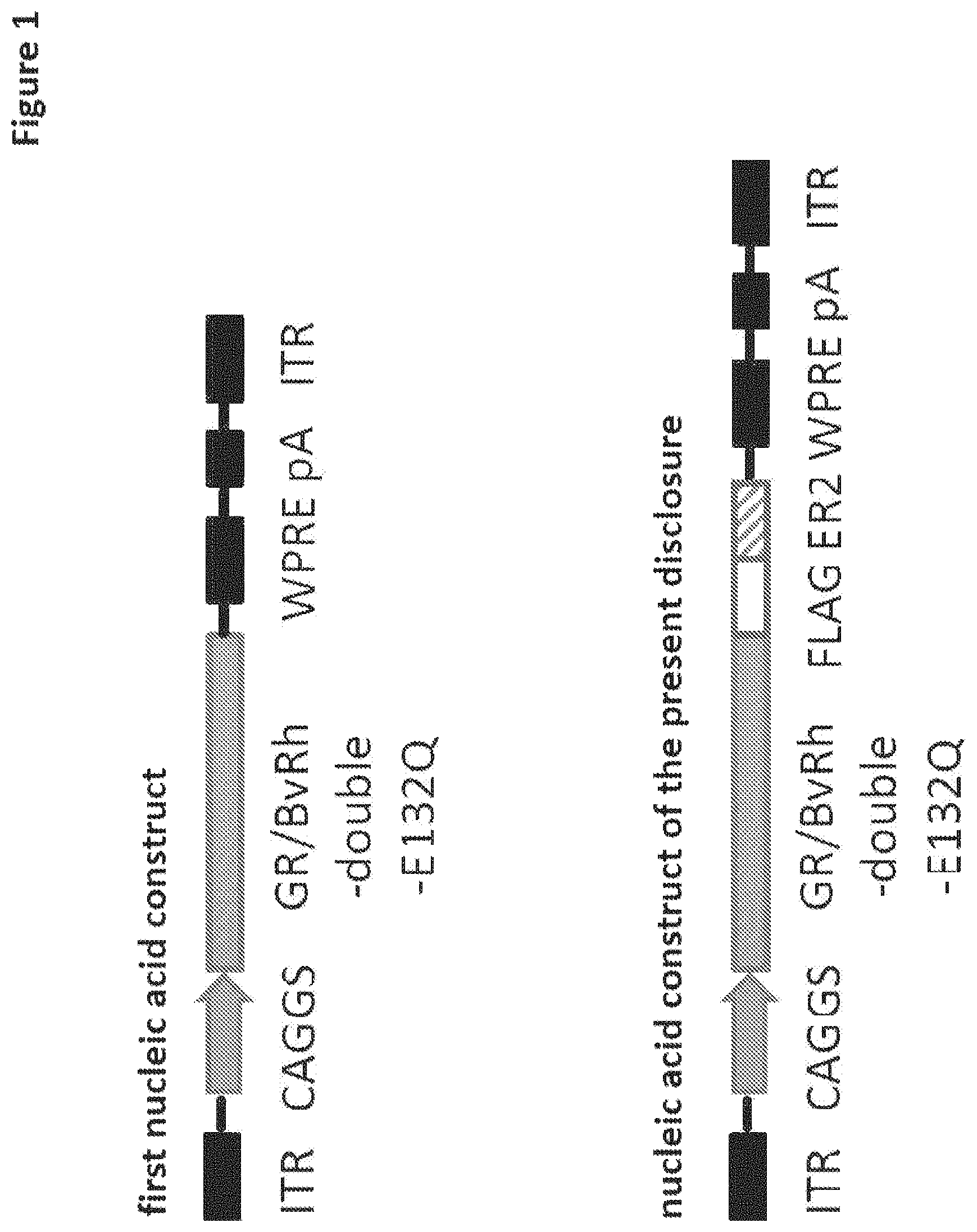 Patent US11771741 Figure 1 – Nucleic acid construct that encodes chimeric rhodopsin