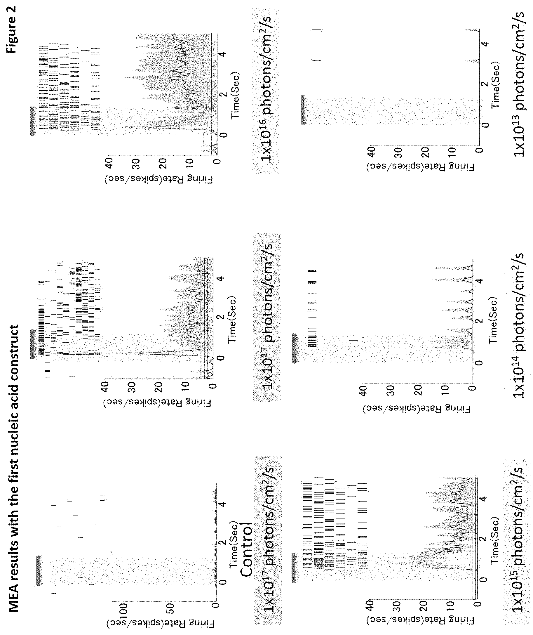Patent US11771741 Figure 2 – Nucleic acid construct that encodes chimeric rhodopsin
