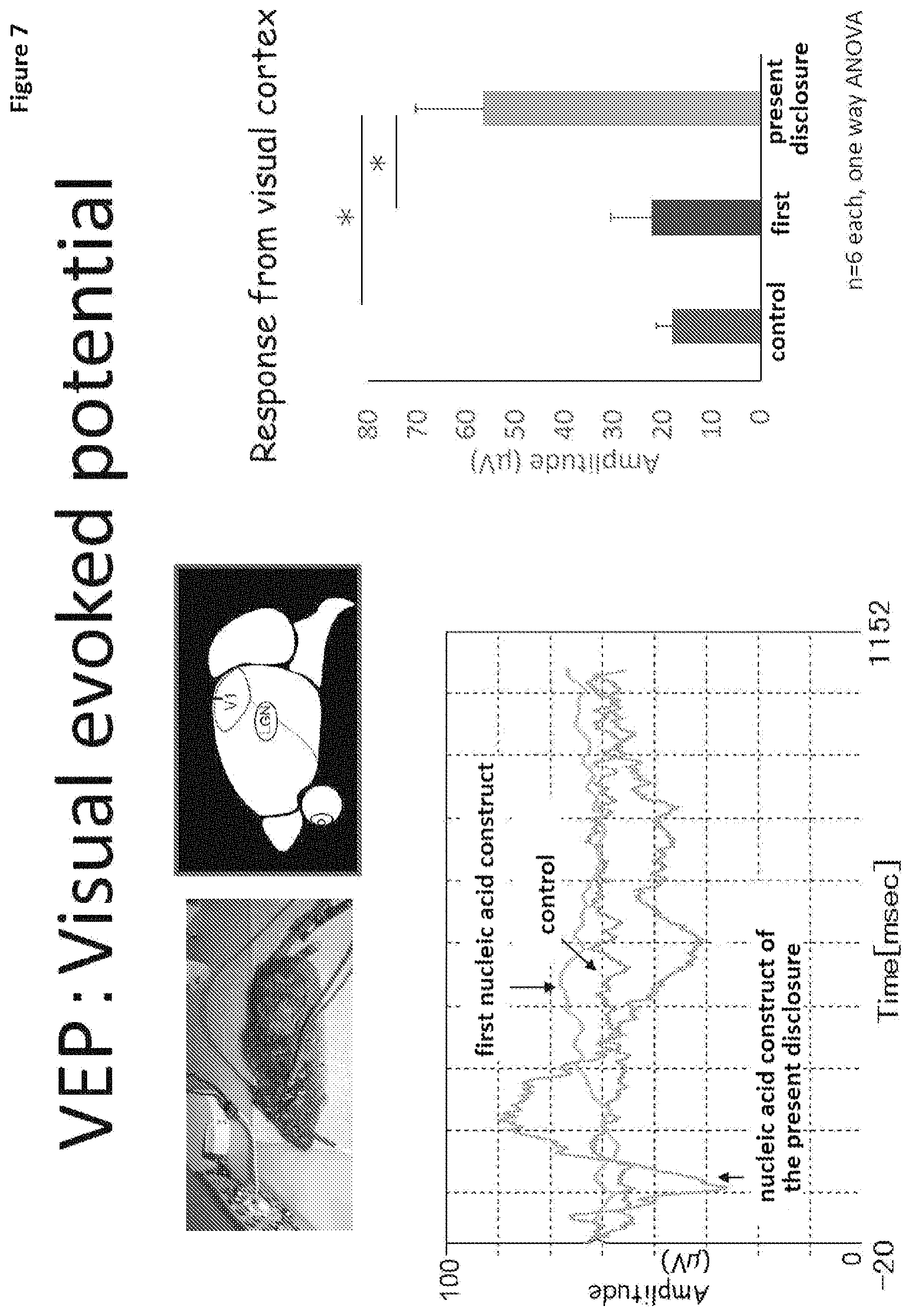 Patent US11771741 Figure 7 – Nucleic acid construct that encodes chimeric rhodopsin