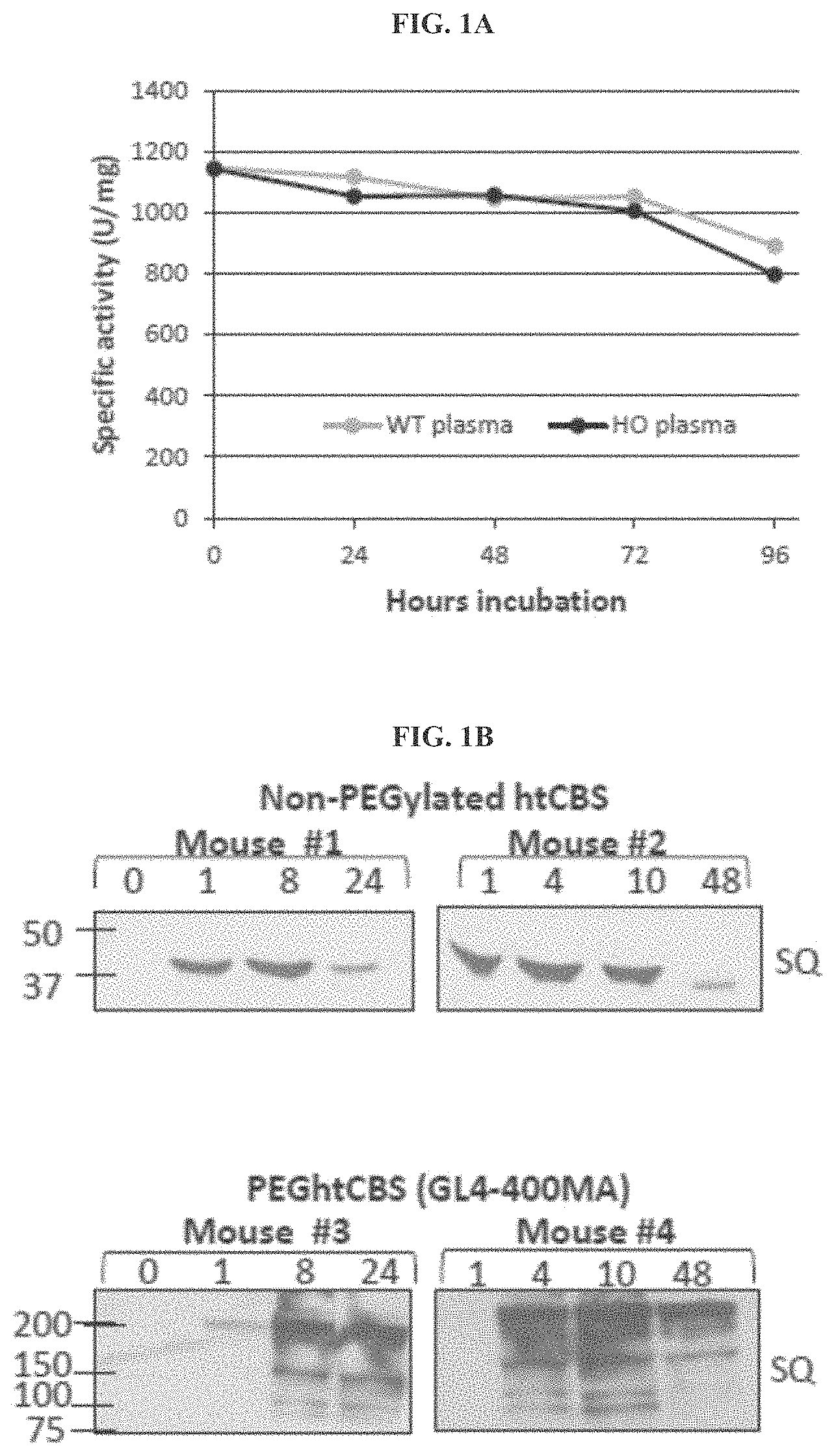 Patent US11771745 Figure 1 – Compositions and methods for treatment of homocystinuria