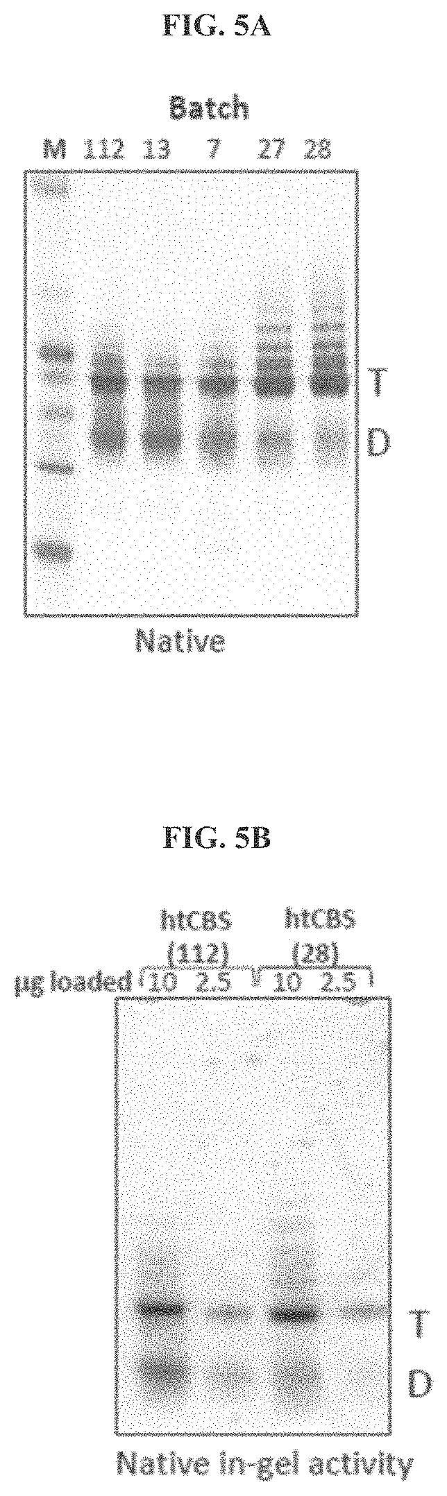 Patent US11771745 Figure 6 – Compositions and methods for treatment of homocystinuria