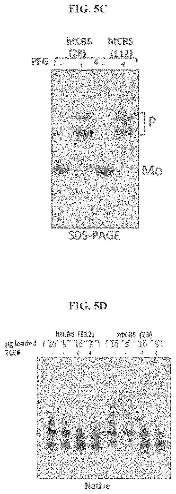 Patent US11771745 Figure 7 – Compositions and methods for treatment of homocystinuria