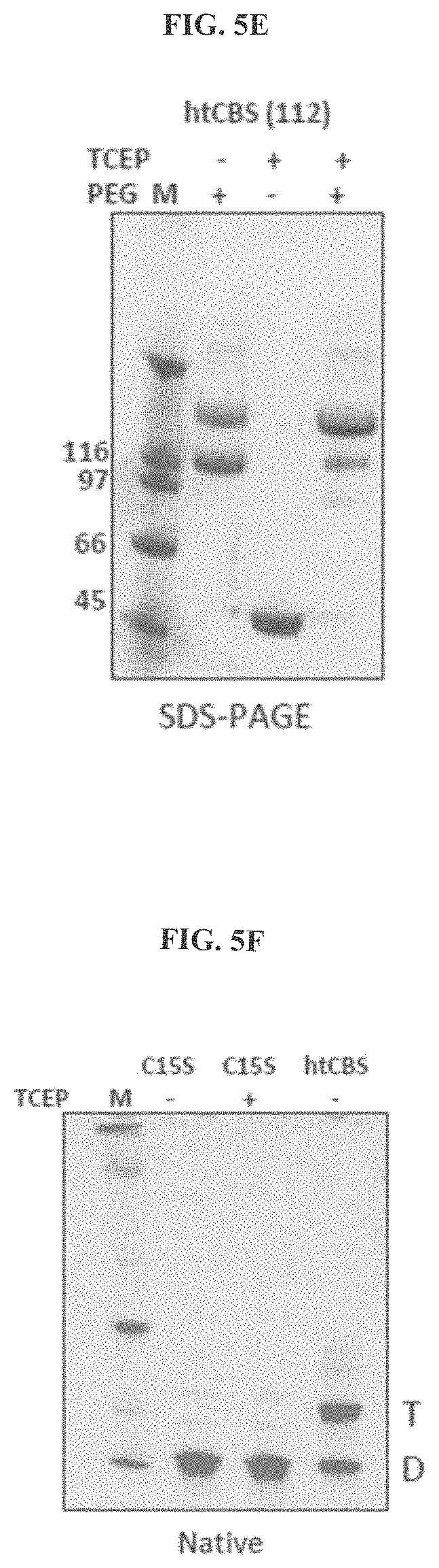 Patent US11771745 Figure 8 – Compositions and methods for treatment of homocystinuria