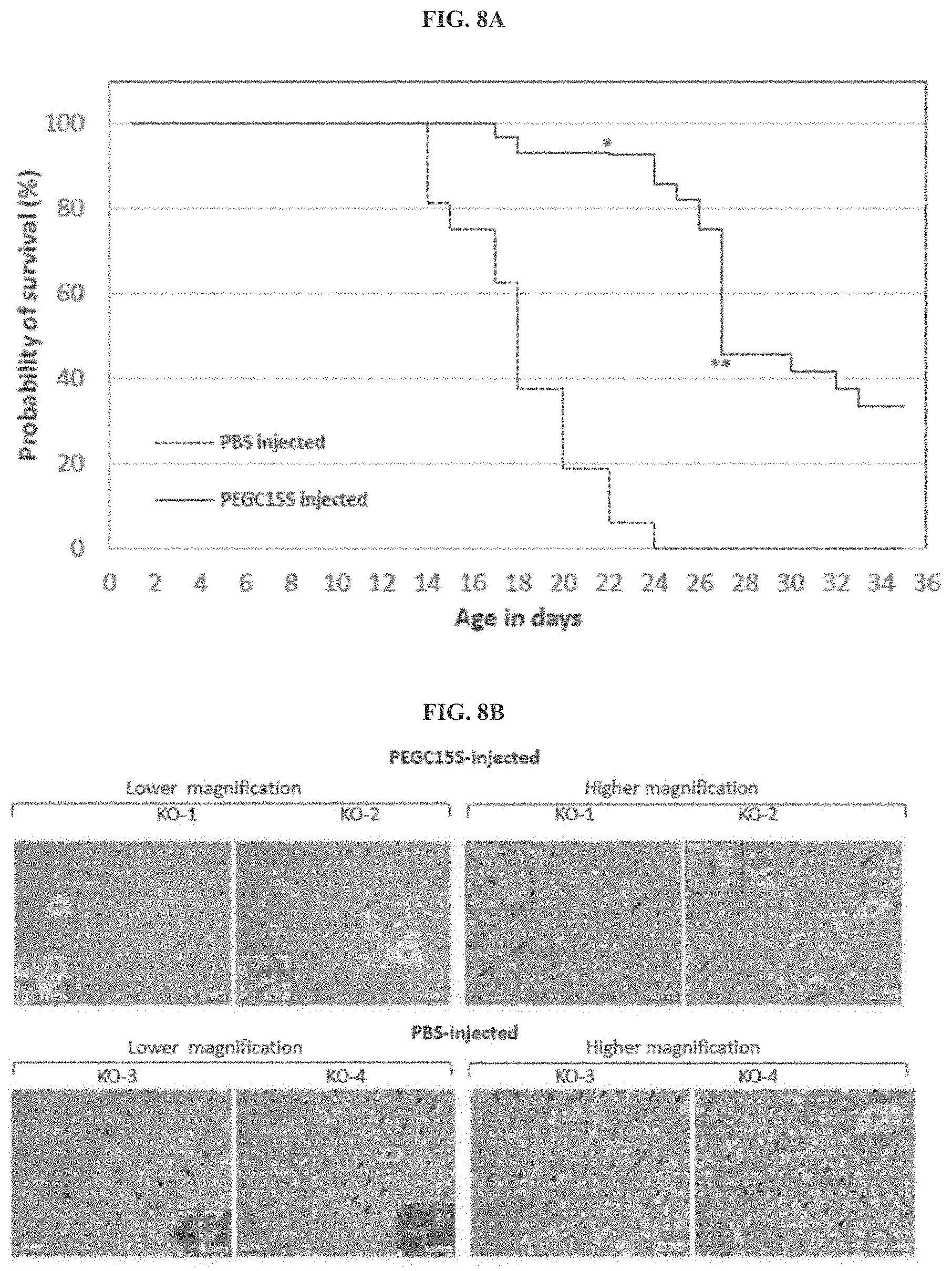 Patent US11771745 Figure 13 – Compositions and methods for treatment of homocystinuria