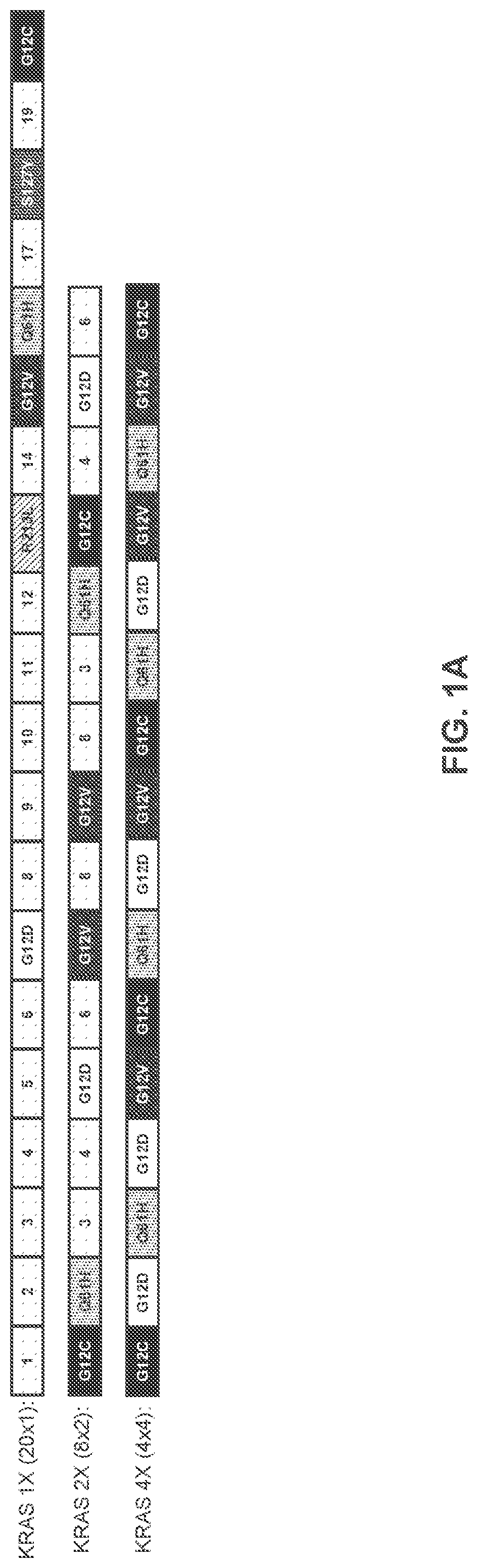 Patent US11771747 — Multiepitope vaccine cassettes — Figure 1