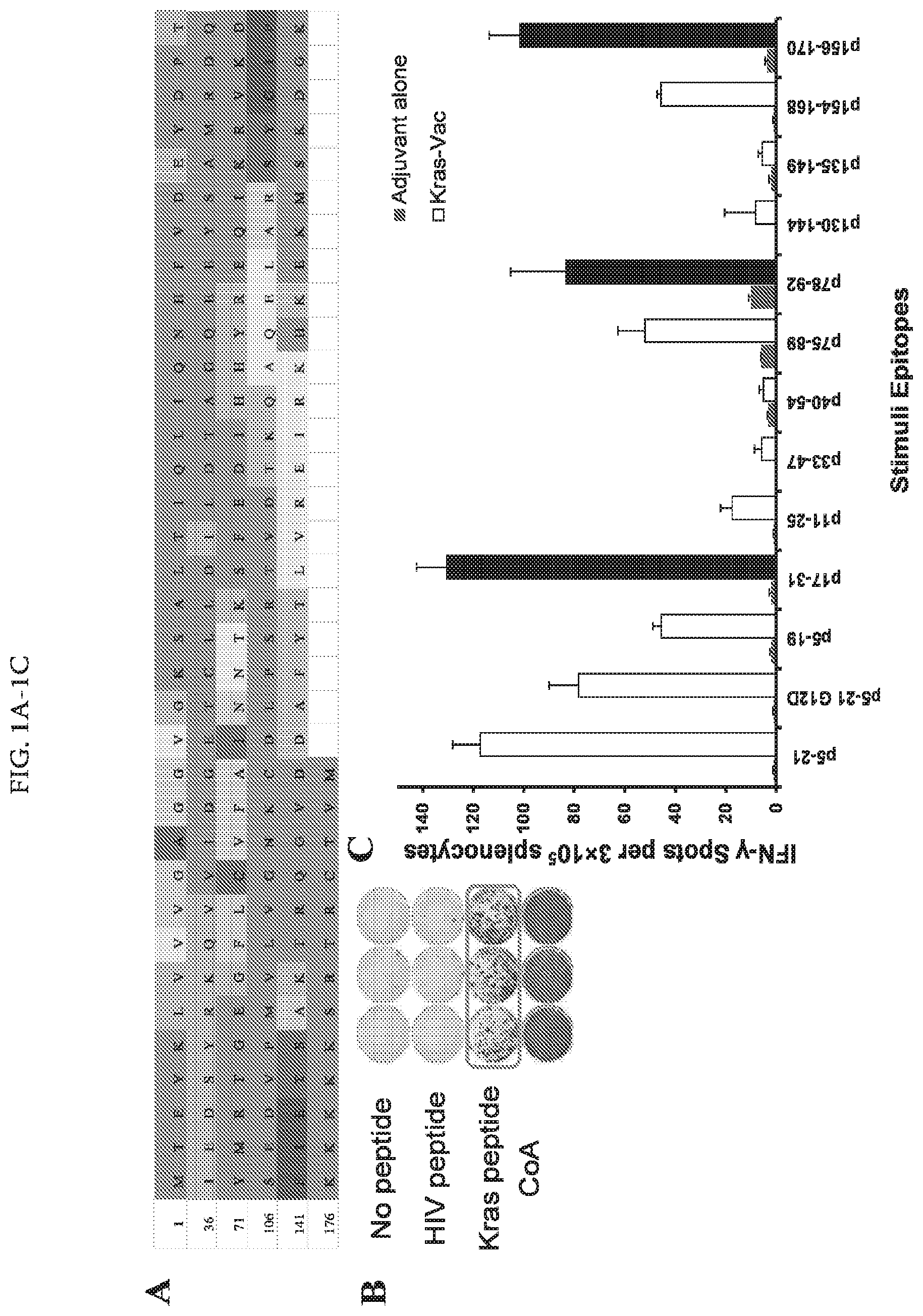 Patent US11771749 Figure 1 – KRAS peptide vaccine compositions and method of use