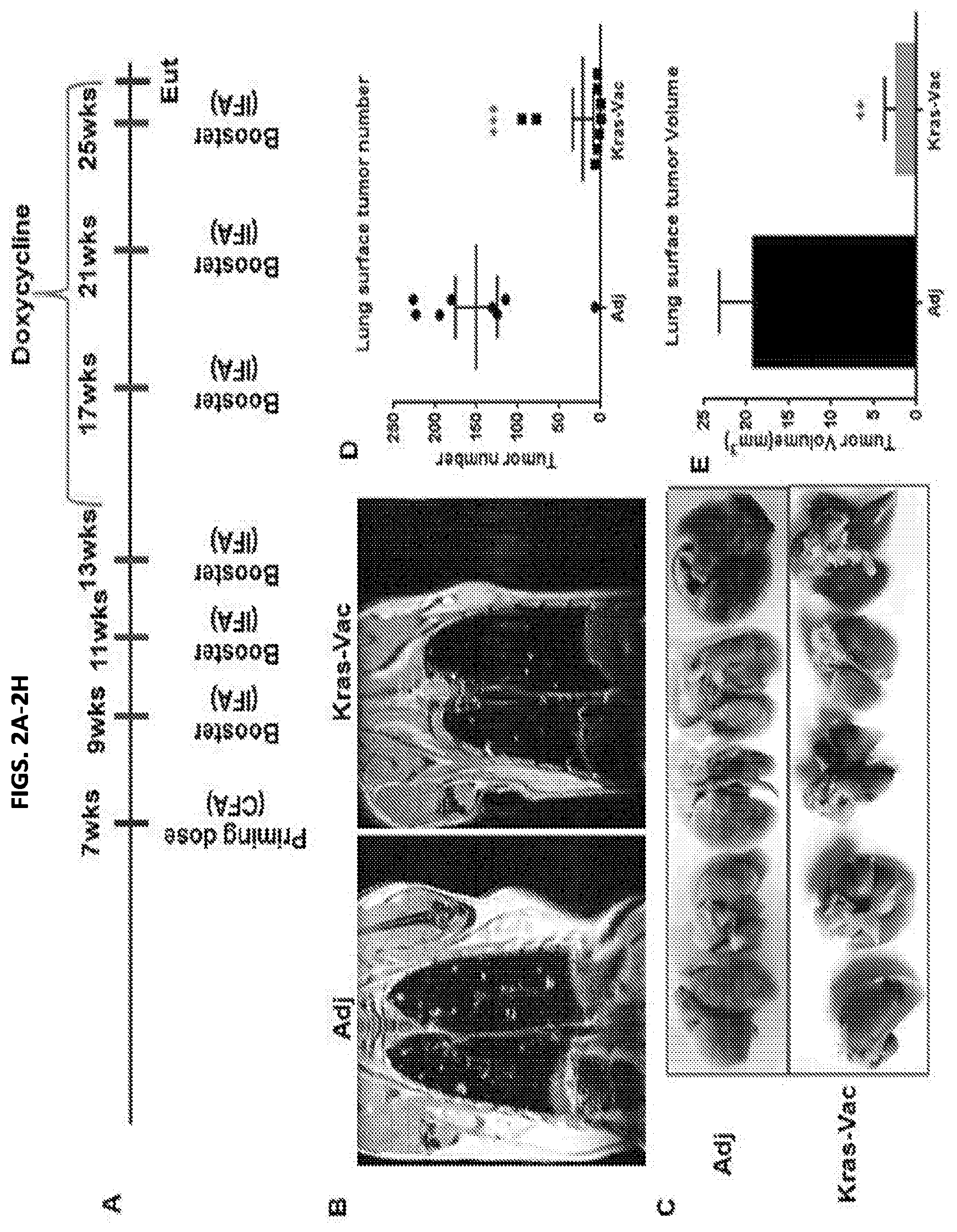 Patent US11771749 Figure 2 – KRAS peptide vaccine compositions and method of use