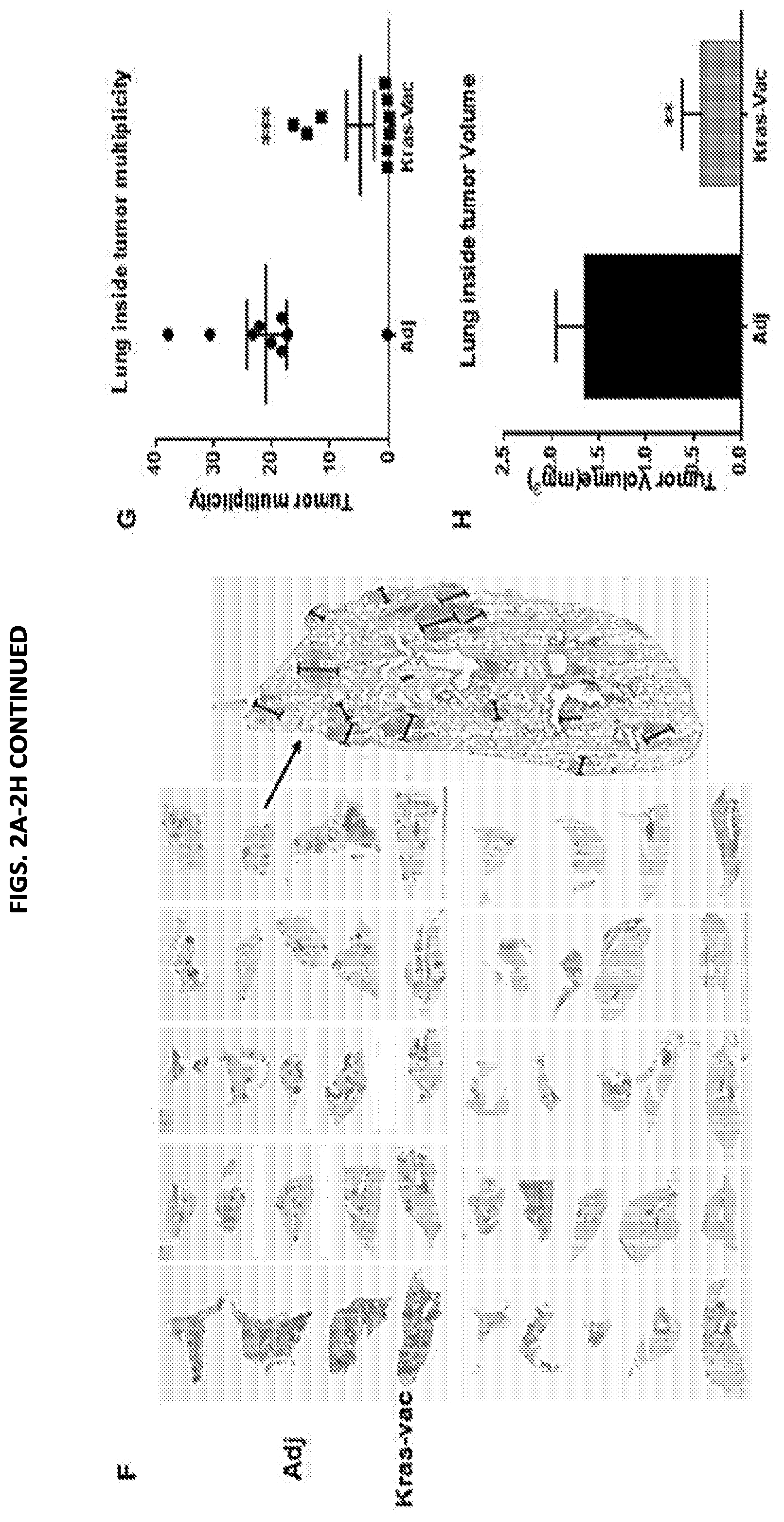 Patent US11771749 Figure 3 – KRAS peptide vaccine compositions and method of use