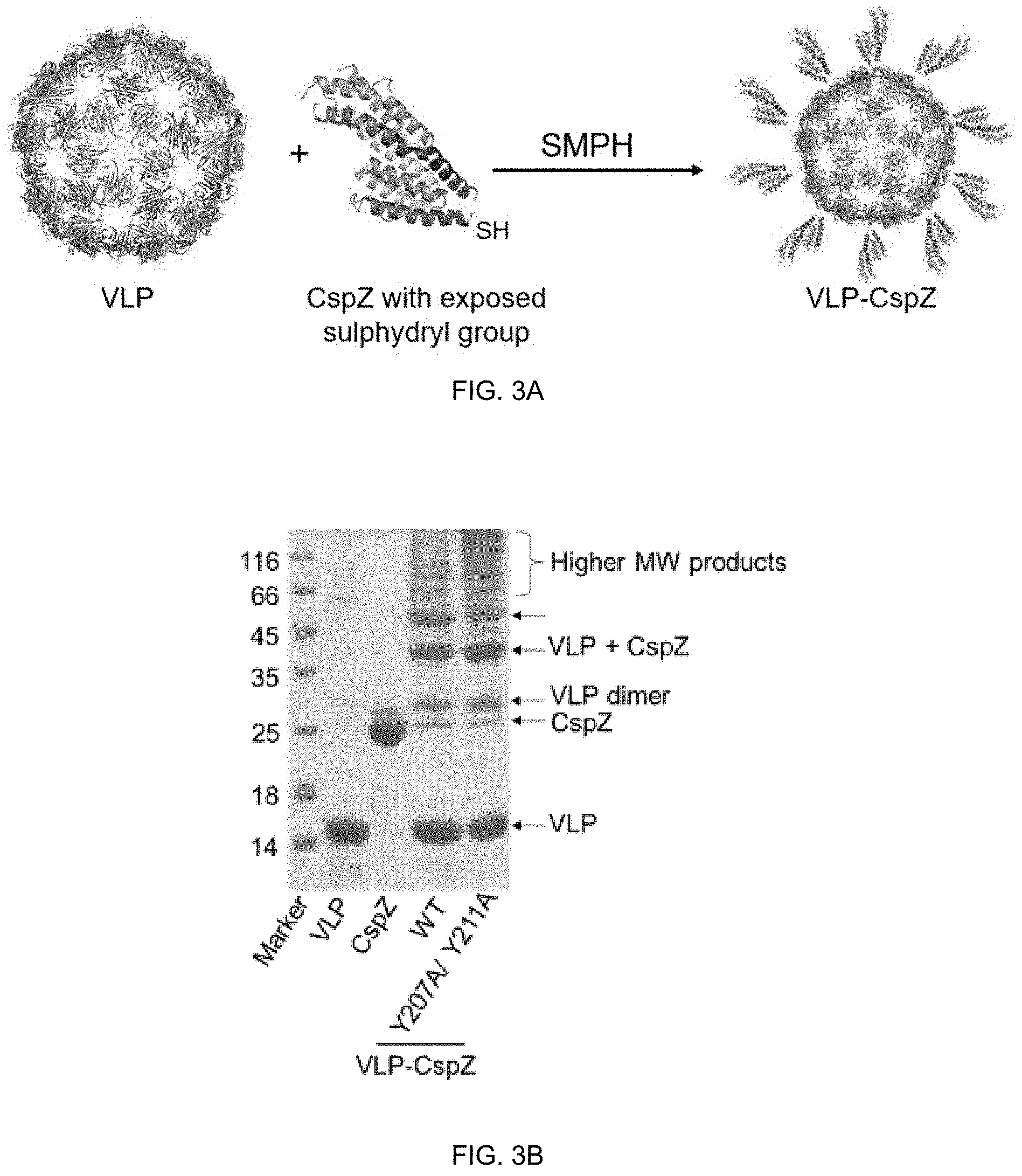 Patent US11771750 Figure 2 – Composition and method for generating immunity to Borrelia burgdorferi