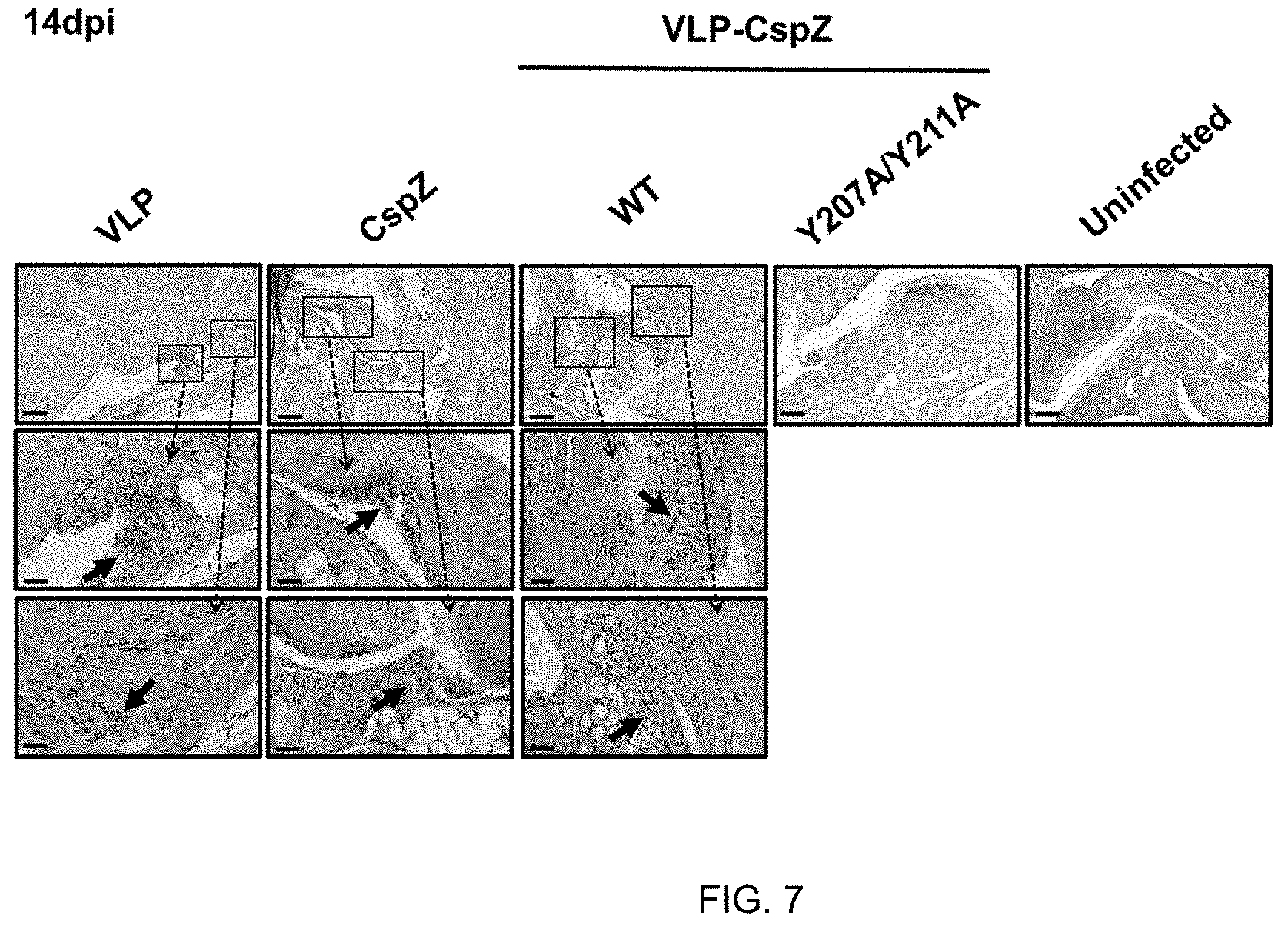 Patent US11771750 Figure 6 – Composition and method for generating immunity to Borrelia burgdorferi
