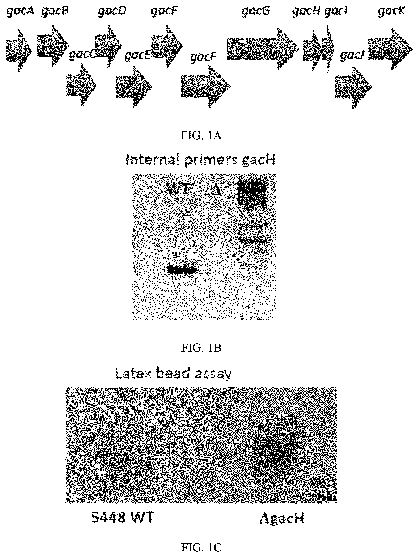 Patent US11771751 — Streptococcal GlcNAc-lacking glycopolypeptides, cell wall carbohydrates, streptococcus vaccines, and methods for making and using them — Figure 1