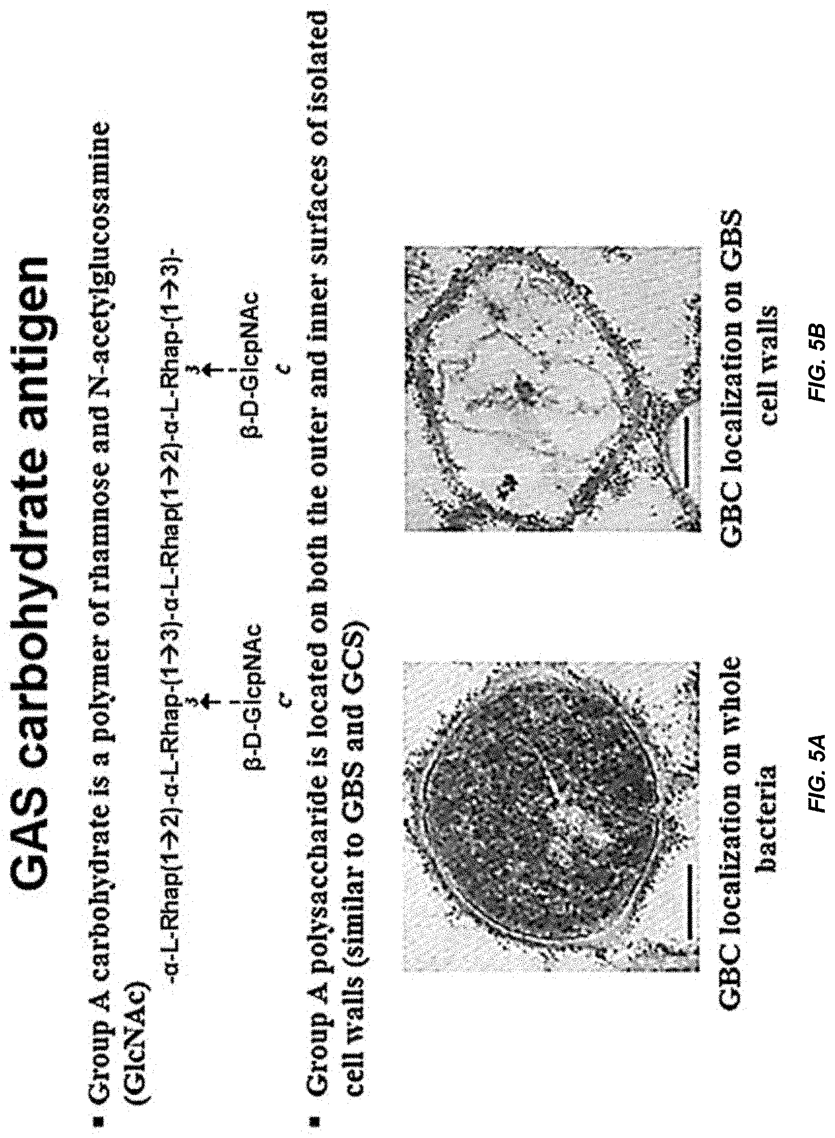 Patent US11771751 Figure 7 – Streptococcal GlcNAc-lacking glycopolypeptides, cell wall carbohydrates, streptococcus vaccines, and methods for making and using them