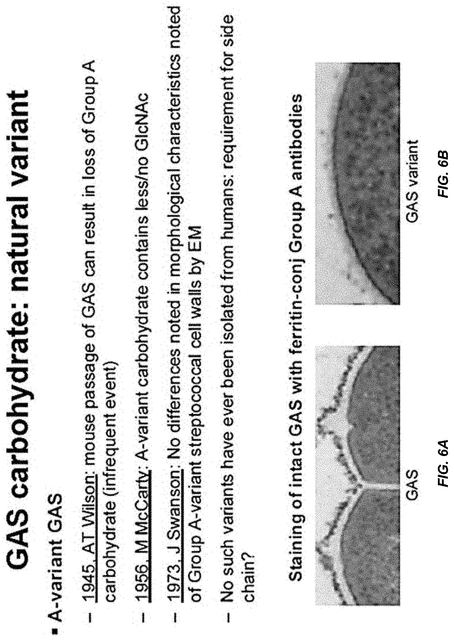 Patent US11771751 Figure 8 – Streptococcal GlcNAc-lacking glycopolypeptides, cell wall carbohydrates, streptococcus vaccines, and methods for making and using them