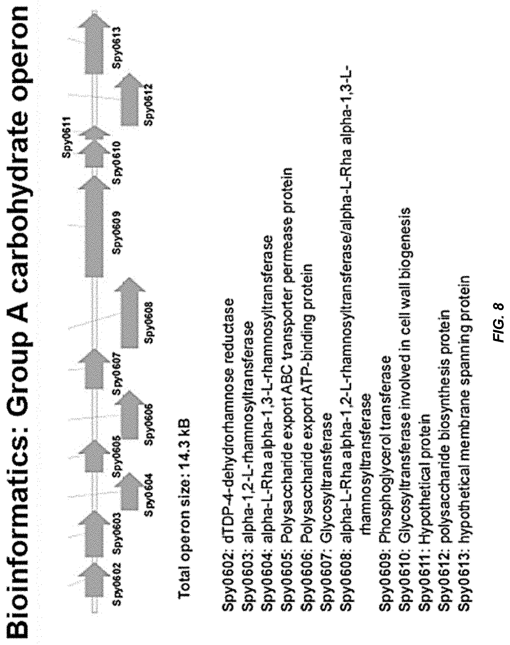 Patent US11771751 Figure 10 – Streptococcal GlcNAc-lacking glycopolypeptides, cell wall carbohydrates, streptococcus vaccines, and methods for making and using them
