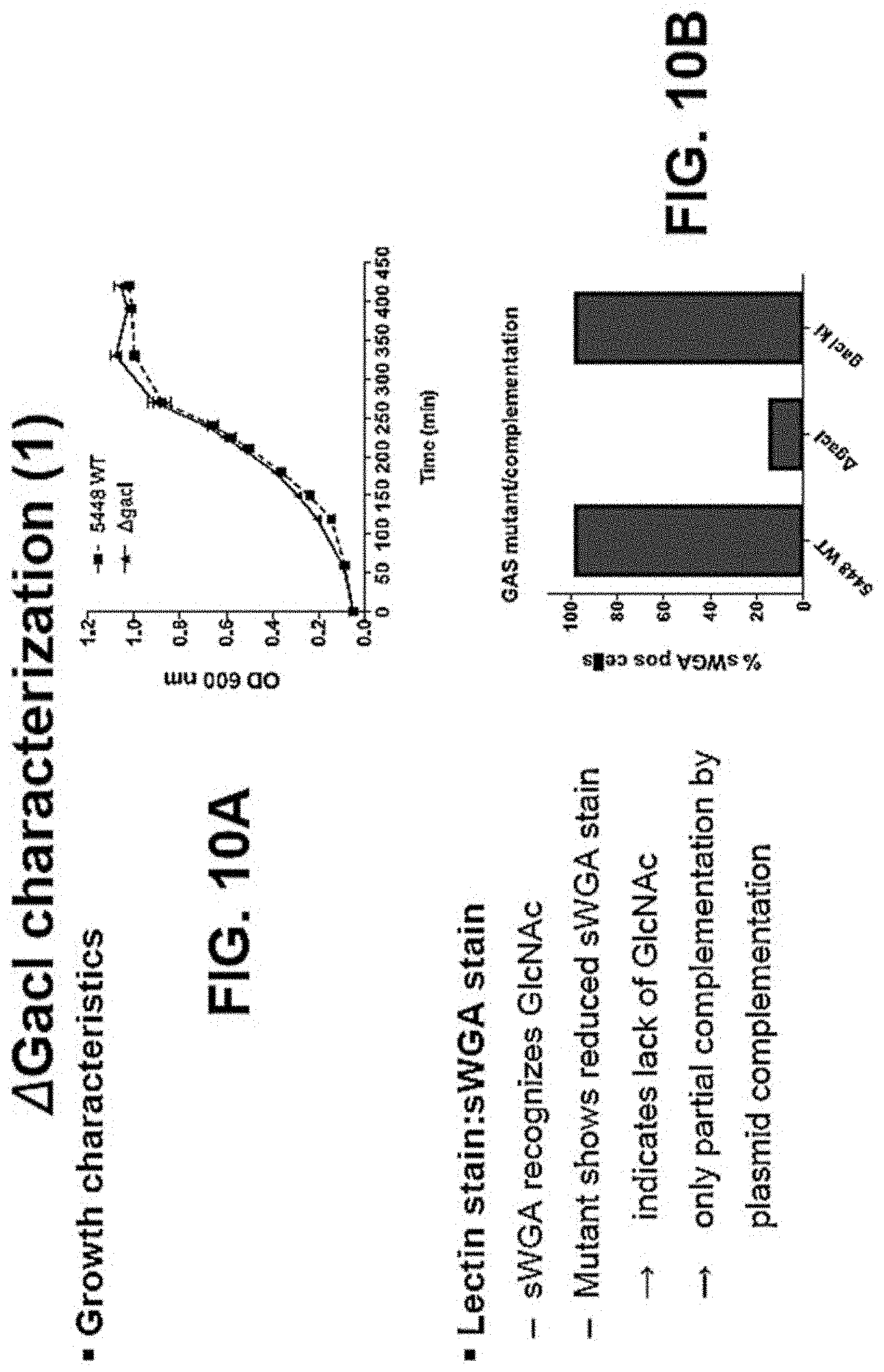 Patent US11771751 Figure 12 – Streptococcal GlcNAc-lacking glycopolypeptides, cell wall carbohydrates, streptococcus vaccines, and methods for making and using them