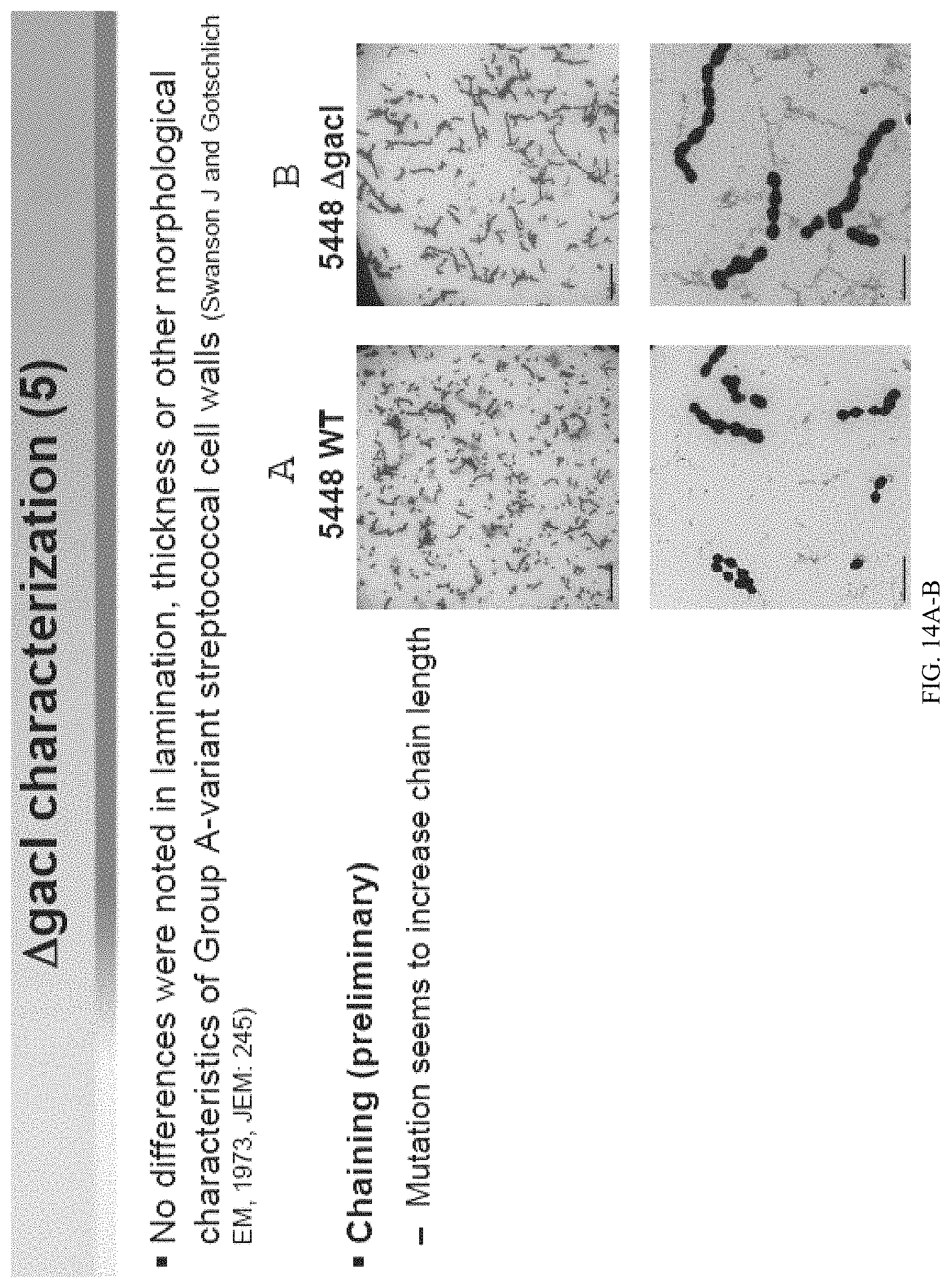 Patent US11771751 Figure 16 – Streptococcal GlcNAc-lacking glycopolypeptides, cell wall carbohydrates, streptococcus vaccines, and methods for making and using them