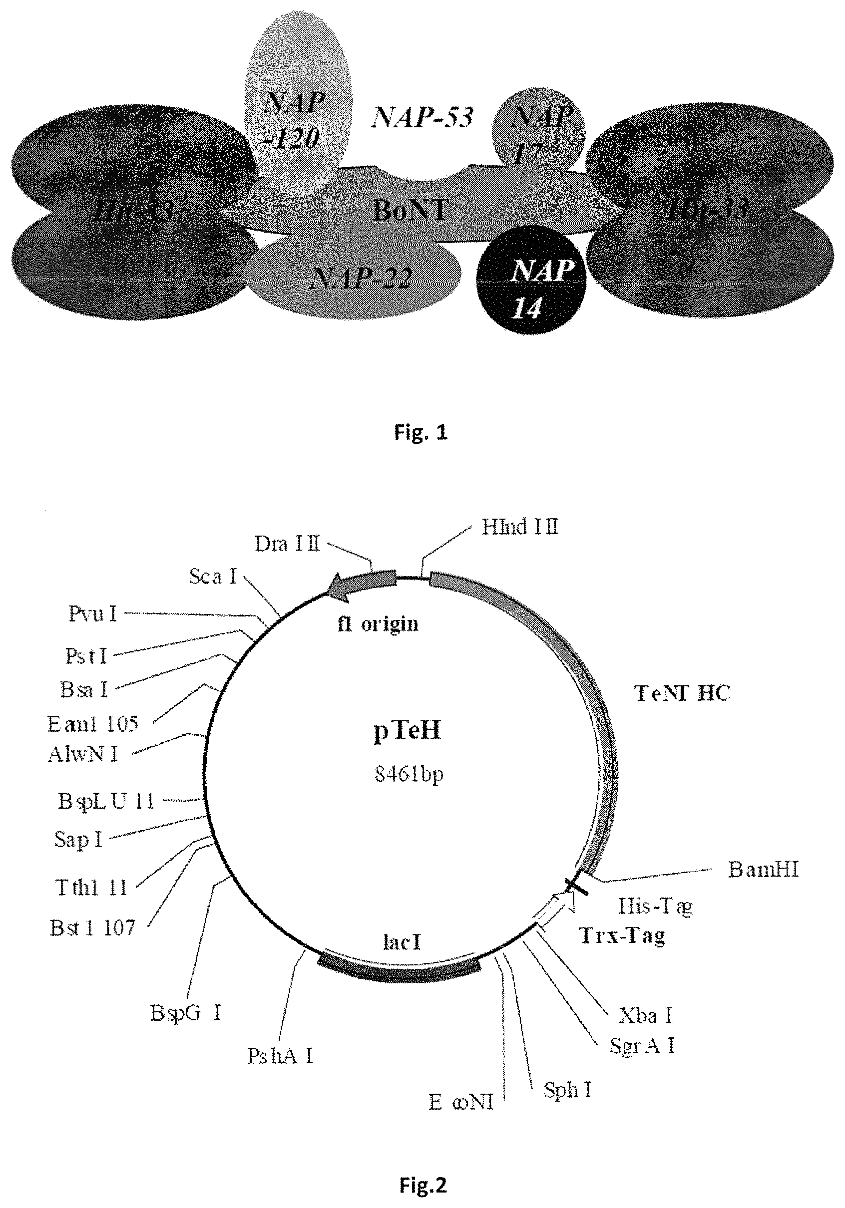 Patent US11771752 Figure 1 – Composition for oral or nasal delivery of tetanus, diphtheria, and pertussis vaccine alone or in combination using neurotoxin associated proteins