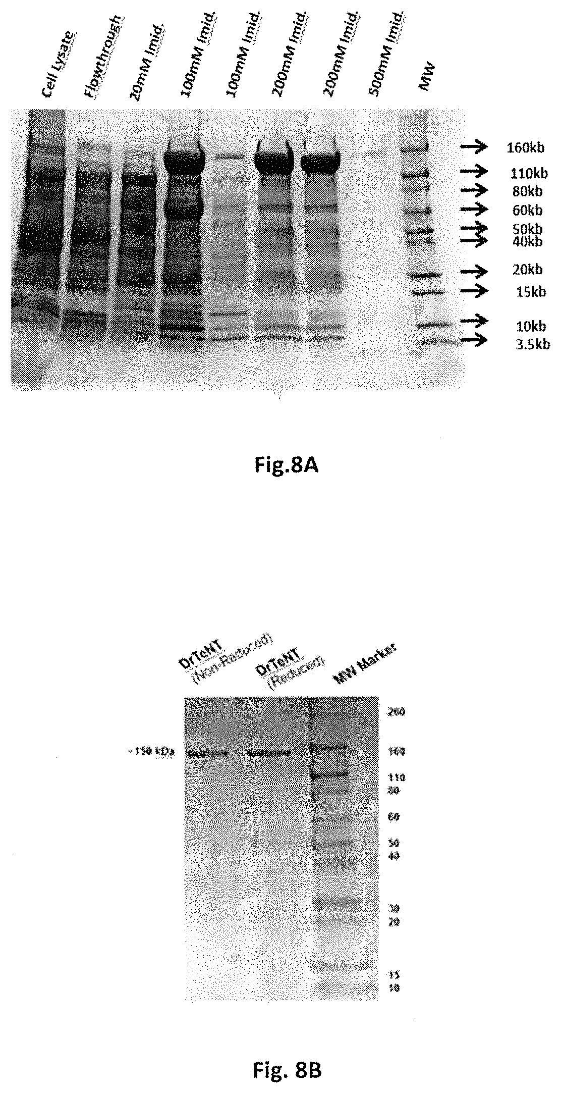 Patent US11771752 Figure 10 – Composition for oral or nasal delivery of tetanus, diphtheria, and pertussis vaccine alone or in combination using neurotoxin associated proteins