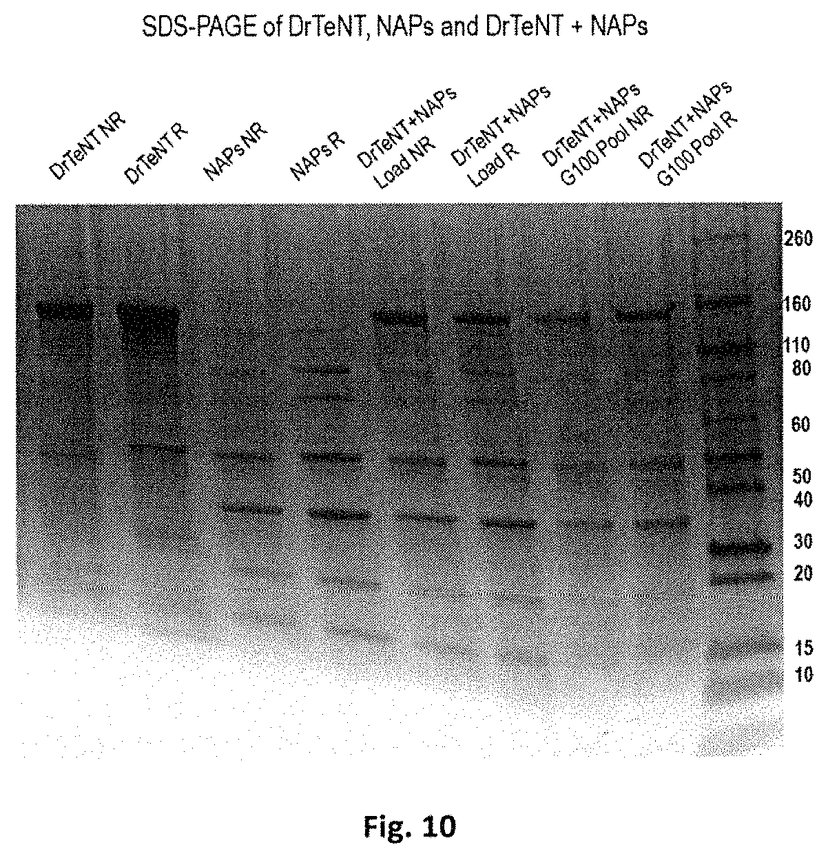 Patent US11771752 Figure 12 – Composition for oral or nasal delivery of tetanus, diphtheria, and pertussis vaccine alone or in combination using neurotoxin associated proteins