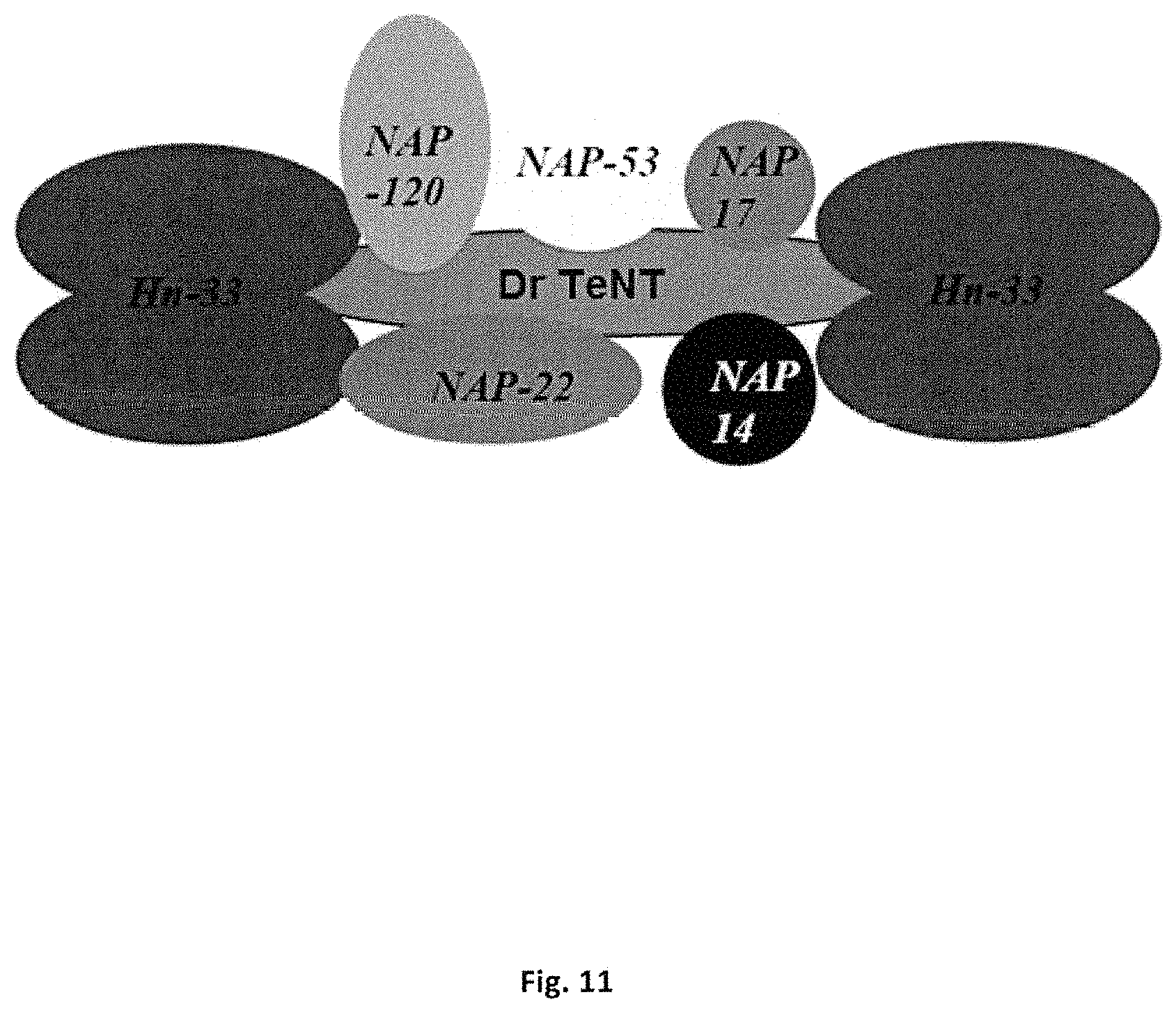 Patent US11771752 Figure 13 – Composition for oral or nasal delivery of tetanus, diphtheria, and pertussis vaccine alone or in combination using neurotoxin associated proteins