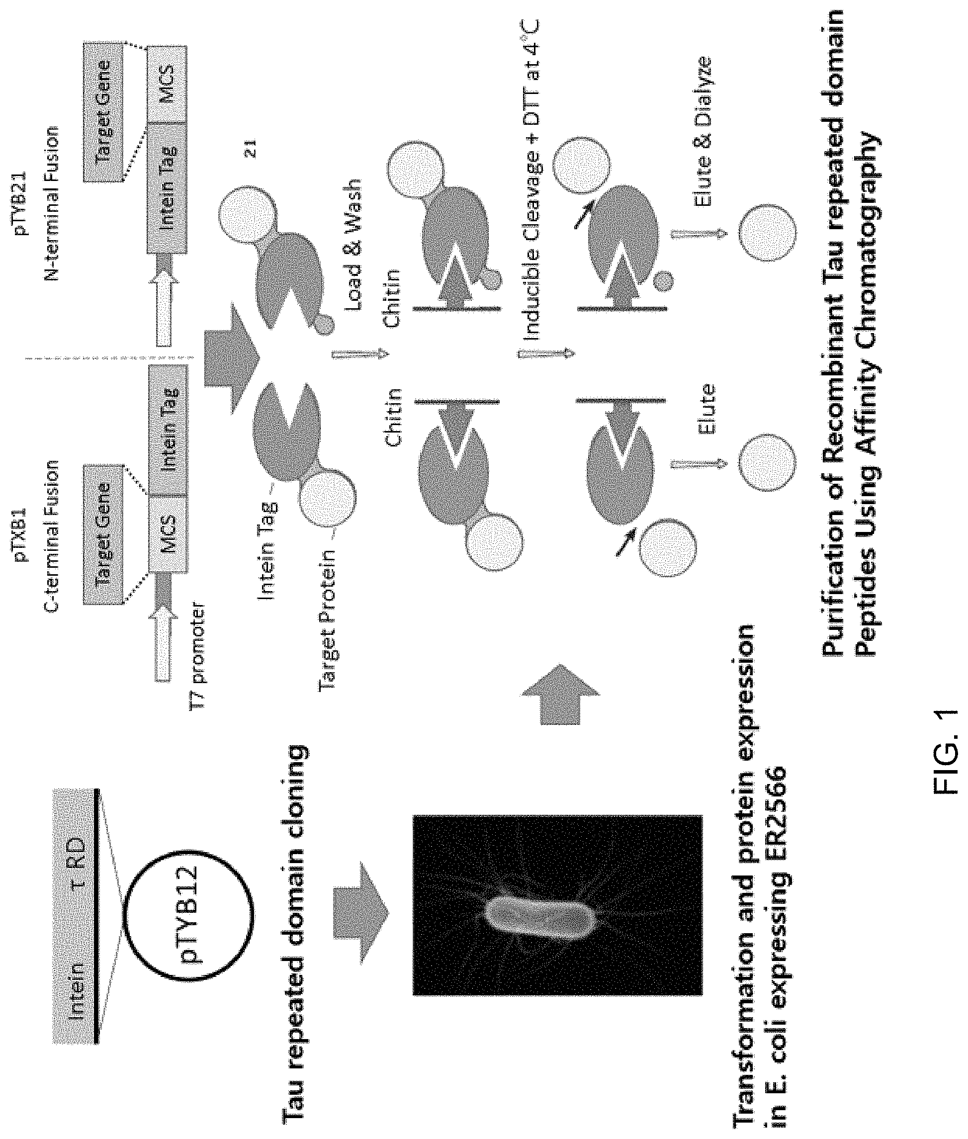 Patent US11771753 Figure 1 – Preparation of flagellin vaccine adjuvant-based vaccine to induce production of antibody recognizing conformation of antigens, and application thereof