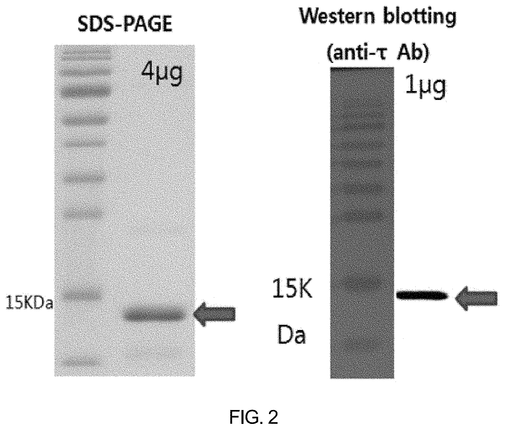 Patent US11771753 Figure 2 – Preparation of flagellin vaccine adjuvant-based vaccine to induce production of antibody recognizing conformation of antigens, and application thereof
