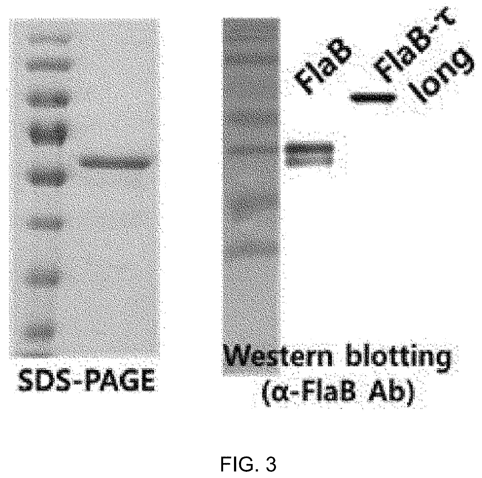 Patent US11771753 Figure 3 – Preparation of flagellin vaccine adjuvant-based vaccine to induce production of antibody recognizing conformation of antigens, and application thereof