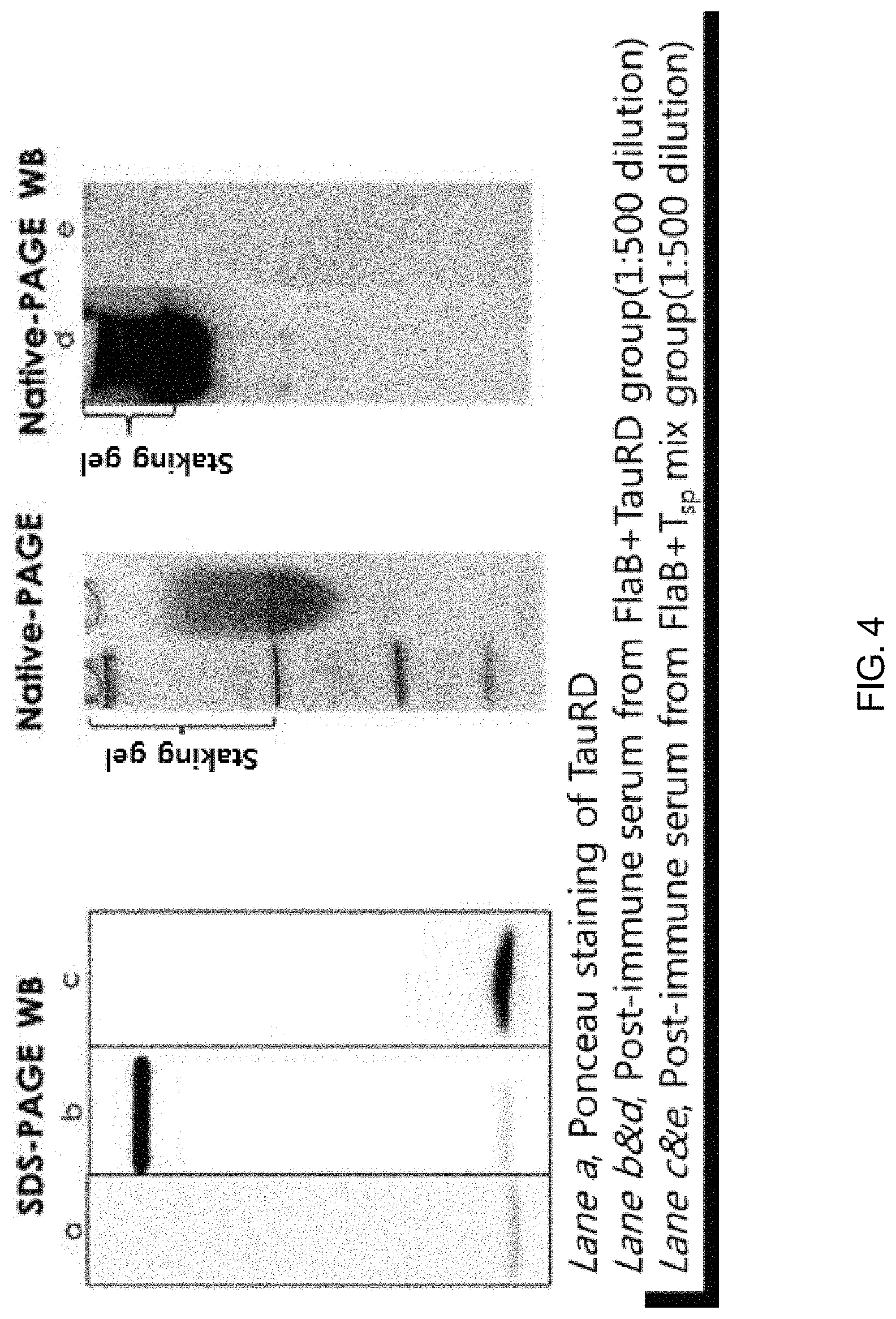 Patent US11771753 Figure 4 – Preparation of flagellin vaccine adjuvant-based vaccine to induce production of antibody recognizing conformation of antigens, and application thereof