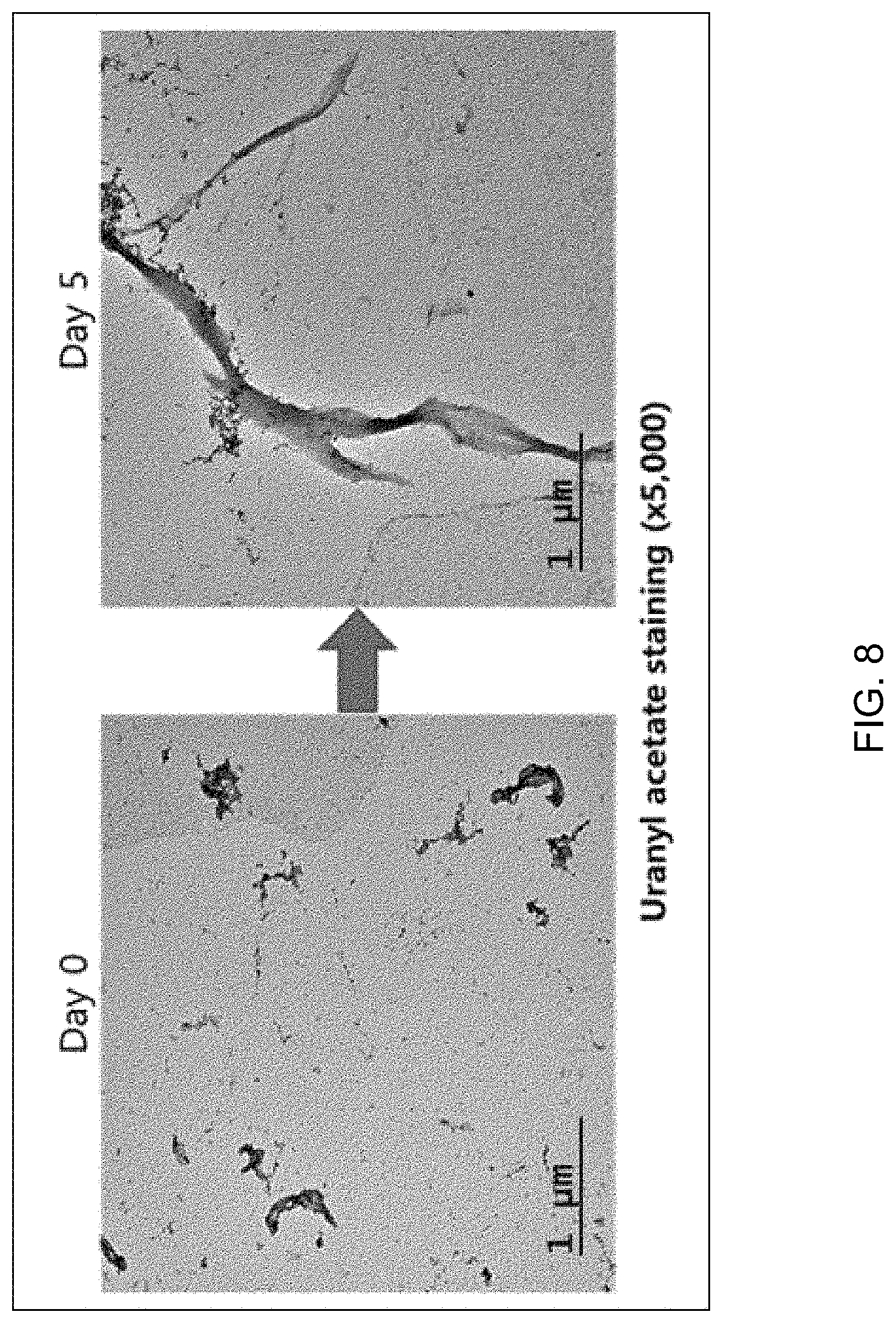 Patent US11771753 Figure 7 – Preparation of flagellin vaccine adjuvant-based vaccine to induce production of antibody recognizing conformation of antigens, and application thereof