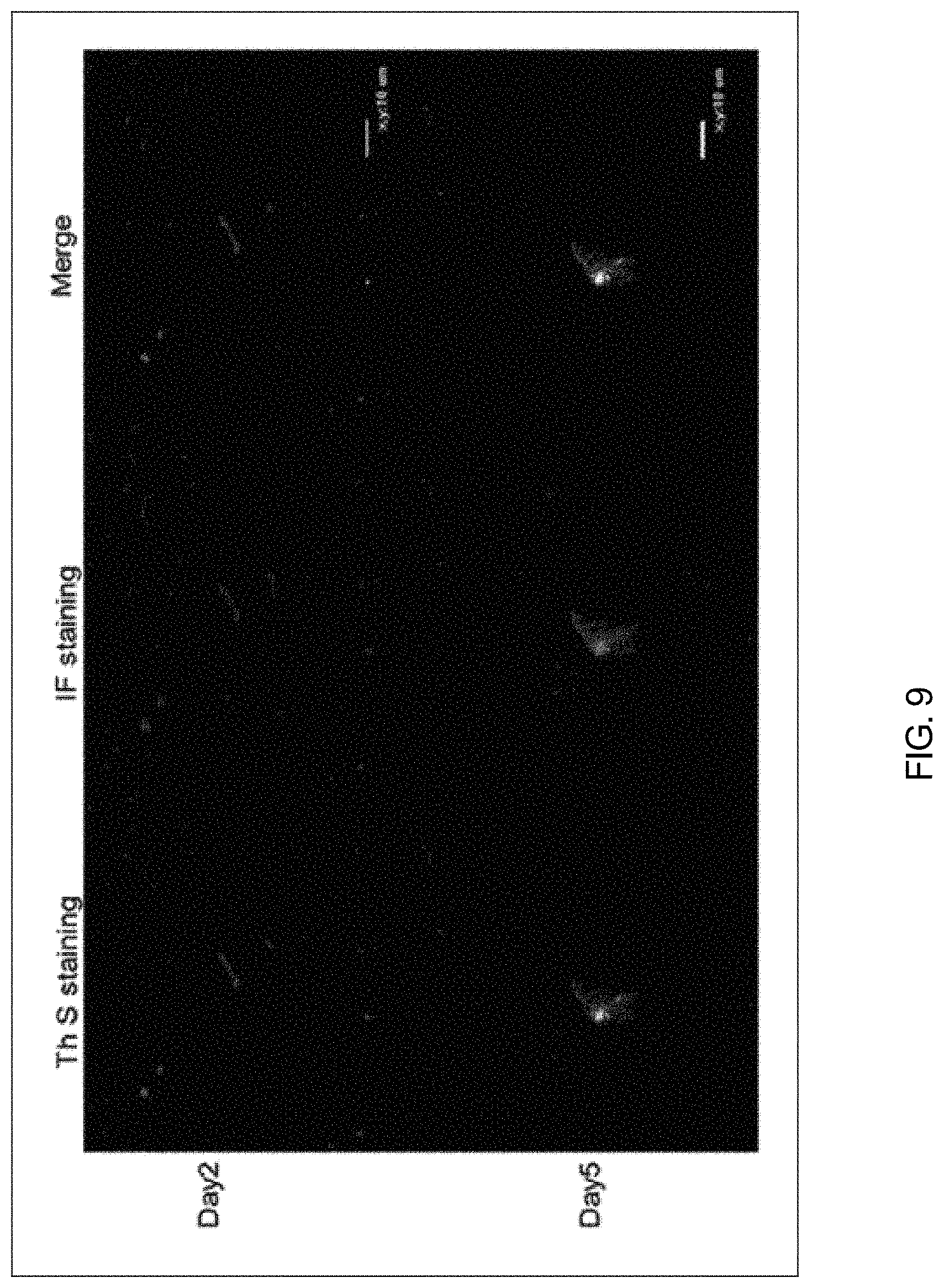 Patent US11771753 Figure 8 – Preparation of flagellin vaccine adjuvant-based vaccine to induce production of antibody recognizing conformation of antigens, and application thereof