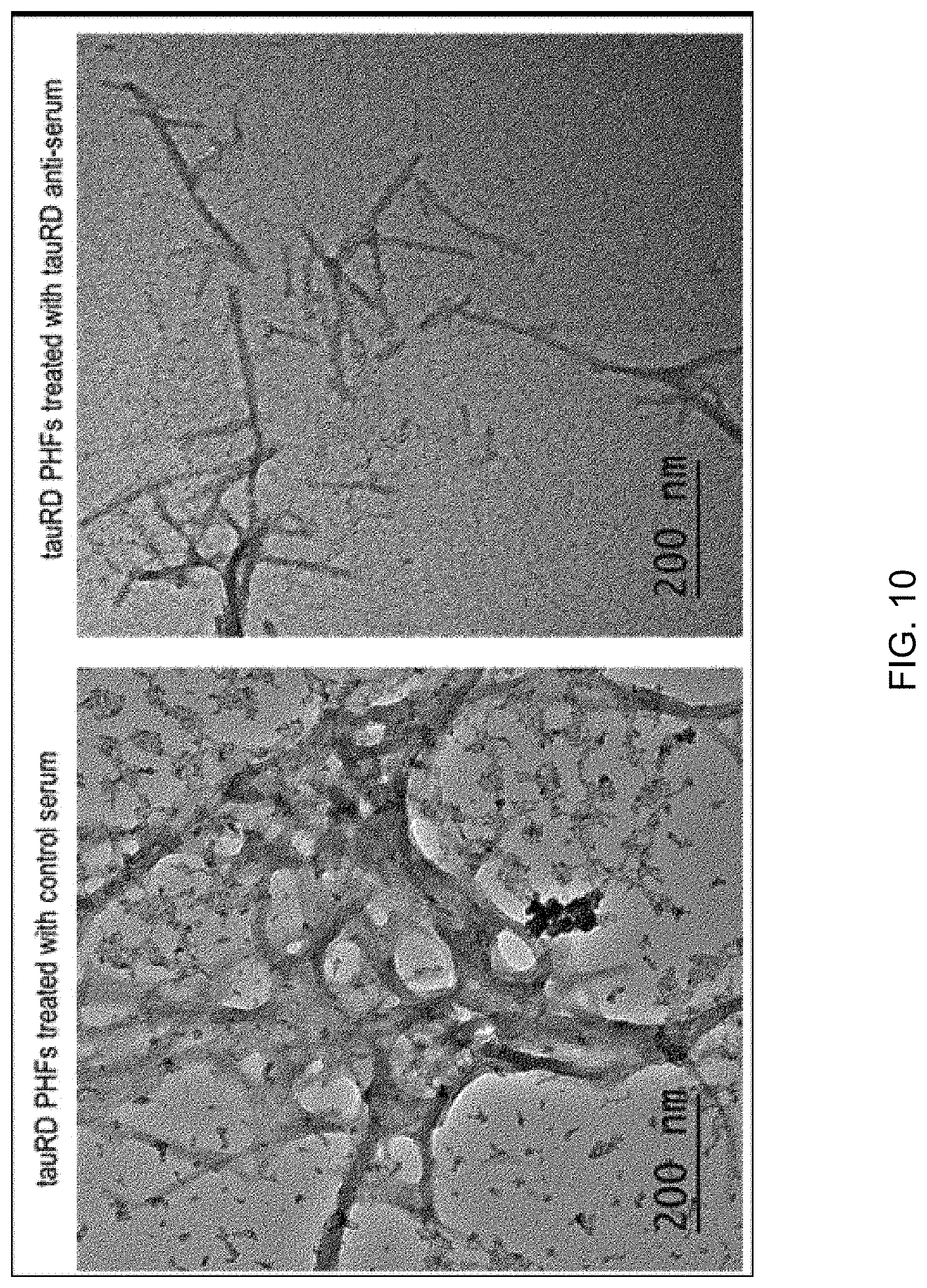 Patent US11771753 Figure 9 – Preparation of flagellin vaccine adjuvant-based vaccine to induce production of antibody recognizing conformation of antigens, and application thereof