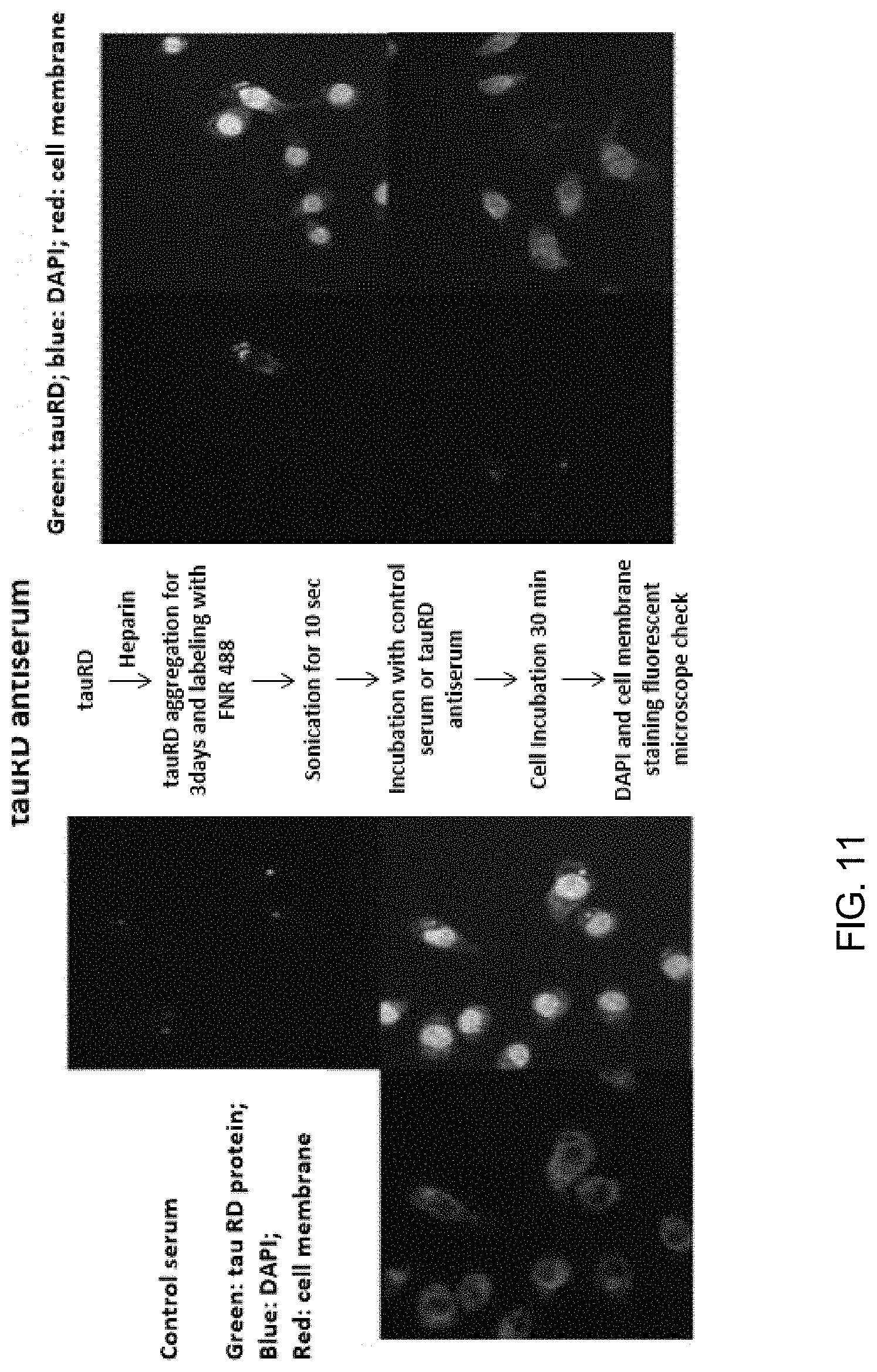 Patent US11771753 Figure 10 – Preparation of flagellin vaccine adjuvant-based vaccine to induce production of antibody recognizing conformation of antigens, and application thereof