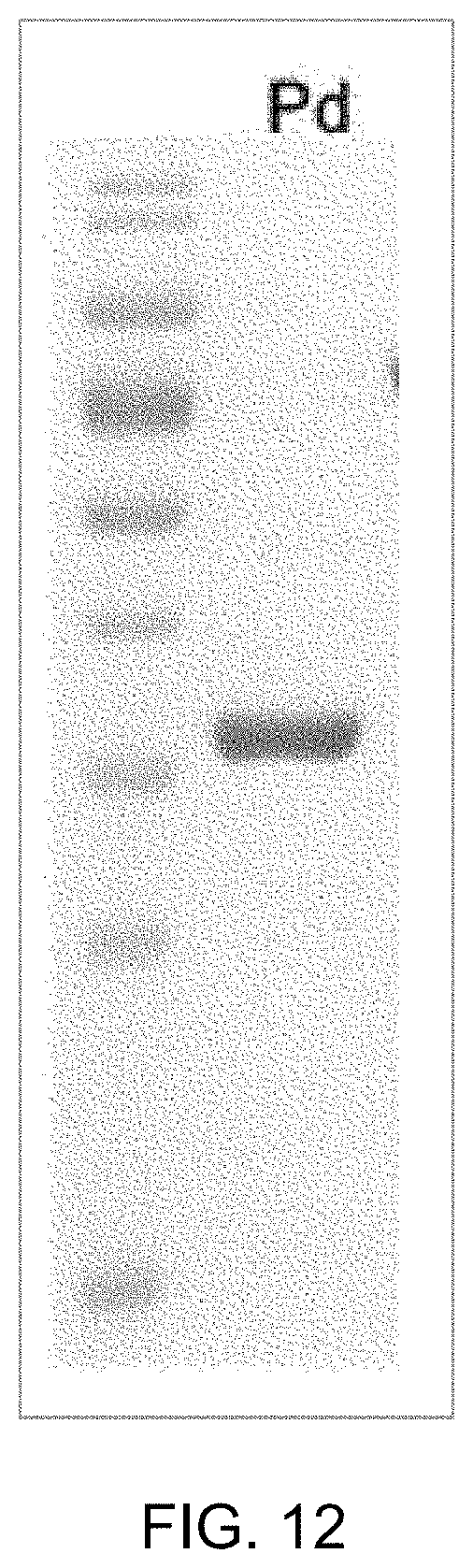 Patent US11771753 Figure 11 – Preparation of flagellin vaccine adjuvant-based vaccine to induce production of antibody recognizing conformation of antigens, and application thereof