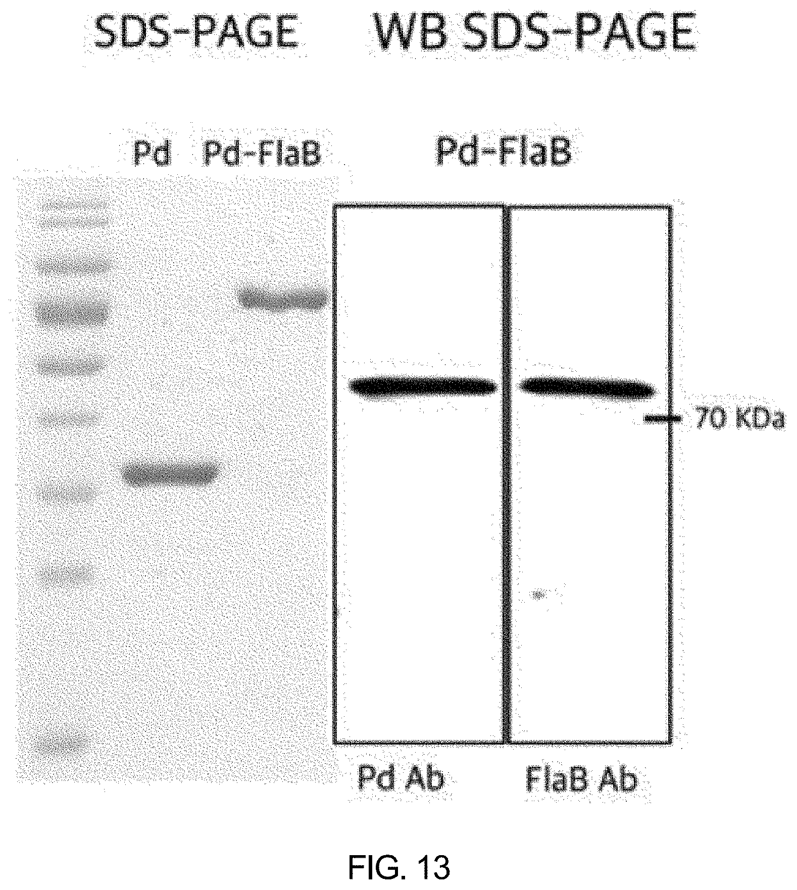Patent US11771753 Figure 12 – Preparation of flagellin vaccine adjuvant-based vaccine to induce production of antibody recognizing conformation of antigens, and application thereof