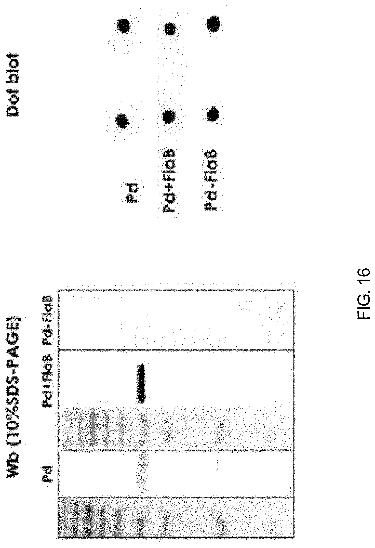 Patent US11771753 Figure 14 – Preparation of flagellin vaccine adjuvant-based vaccine to induce production of antibody recognizing conformation of antigens, and application thereof