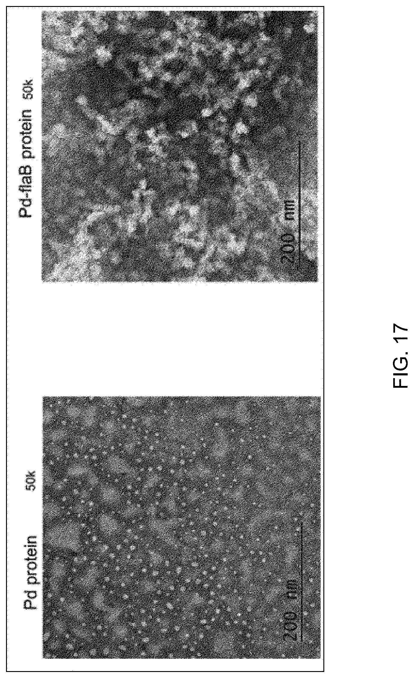 Patent US11771753 Figure 15 – Preparation of flagellin vaccine adjuvant-based vaccine to induce production of antibody recognizing conformation of antigens, and application thereof