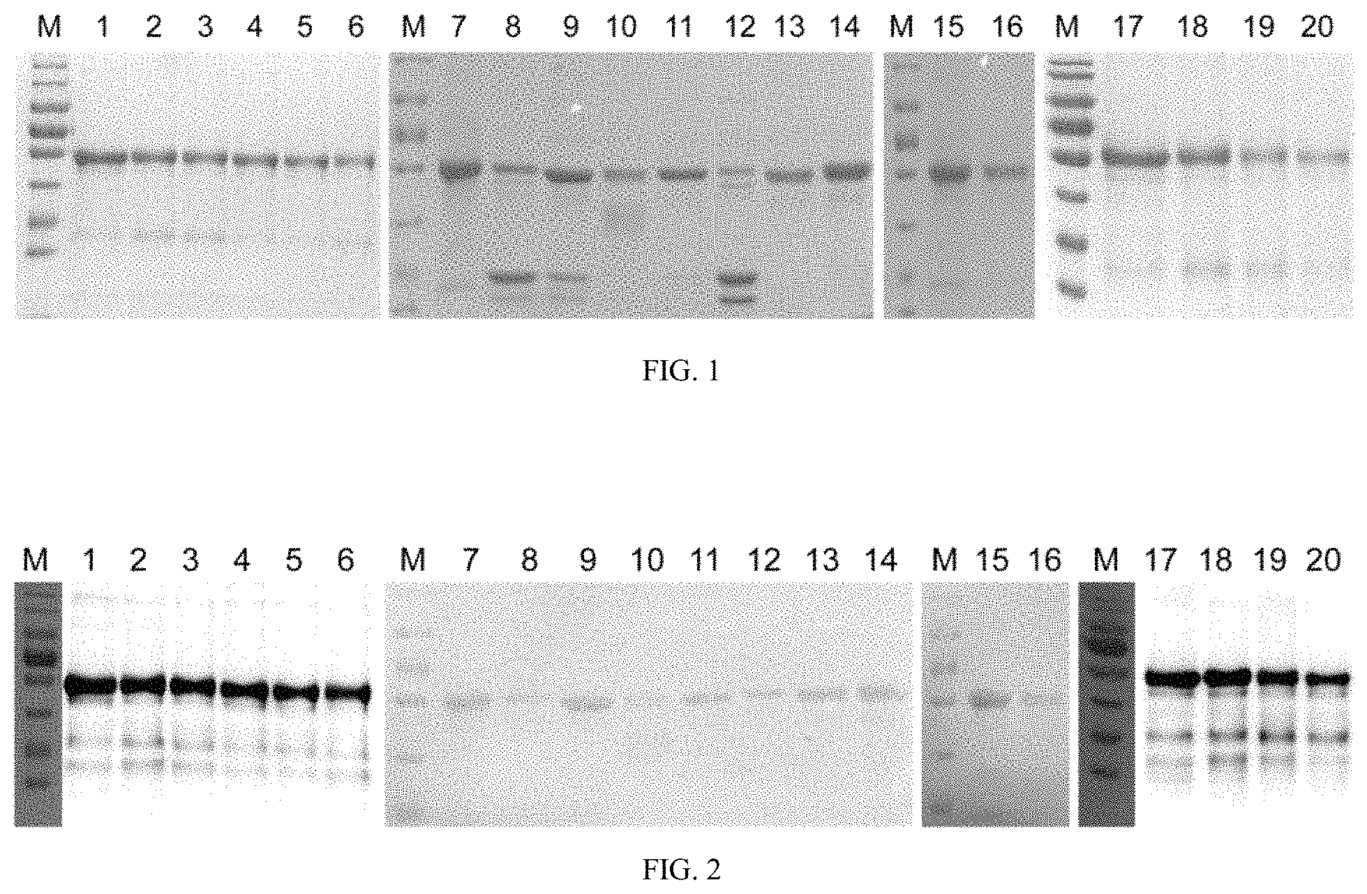 Patent US11771754 Figure 1 – Mutant of L1 protein of human papillomavirus type 18