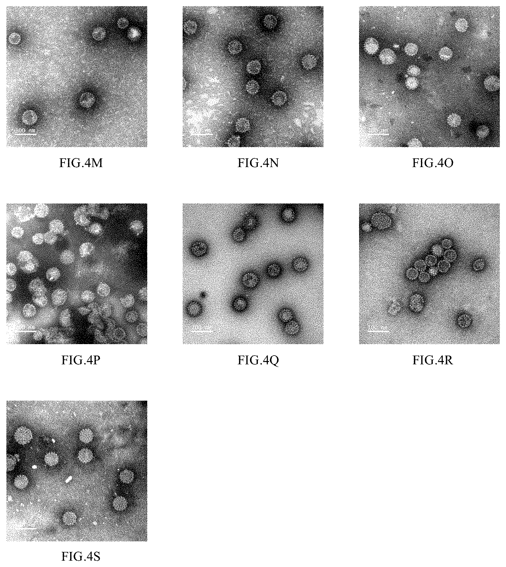 Patent US11771754 Figure 6 – Mutant of L1 protein of human papillomavirus type 18