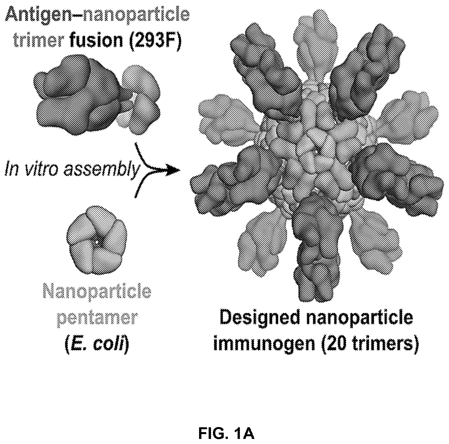 Patent US11771755 — Self-asssembling nanostructure vaccines — Figure 1